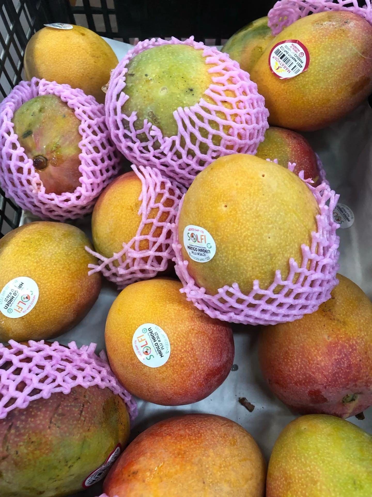 Haden Mangoes are known to be &ldquo;mid-season &ldquo; variety . Starting from April through August, they are plenty on the market now with reasonable prices.