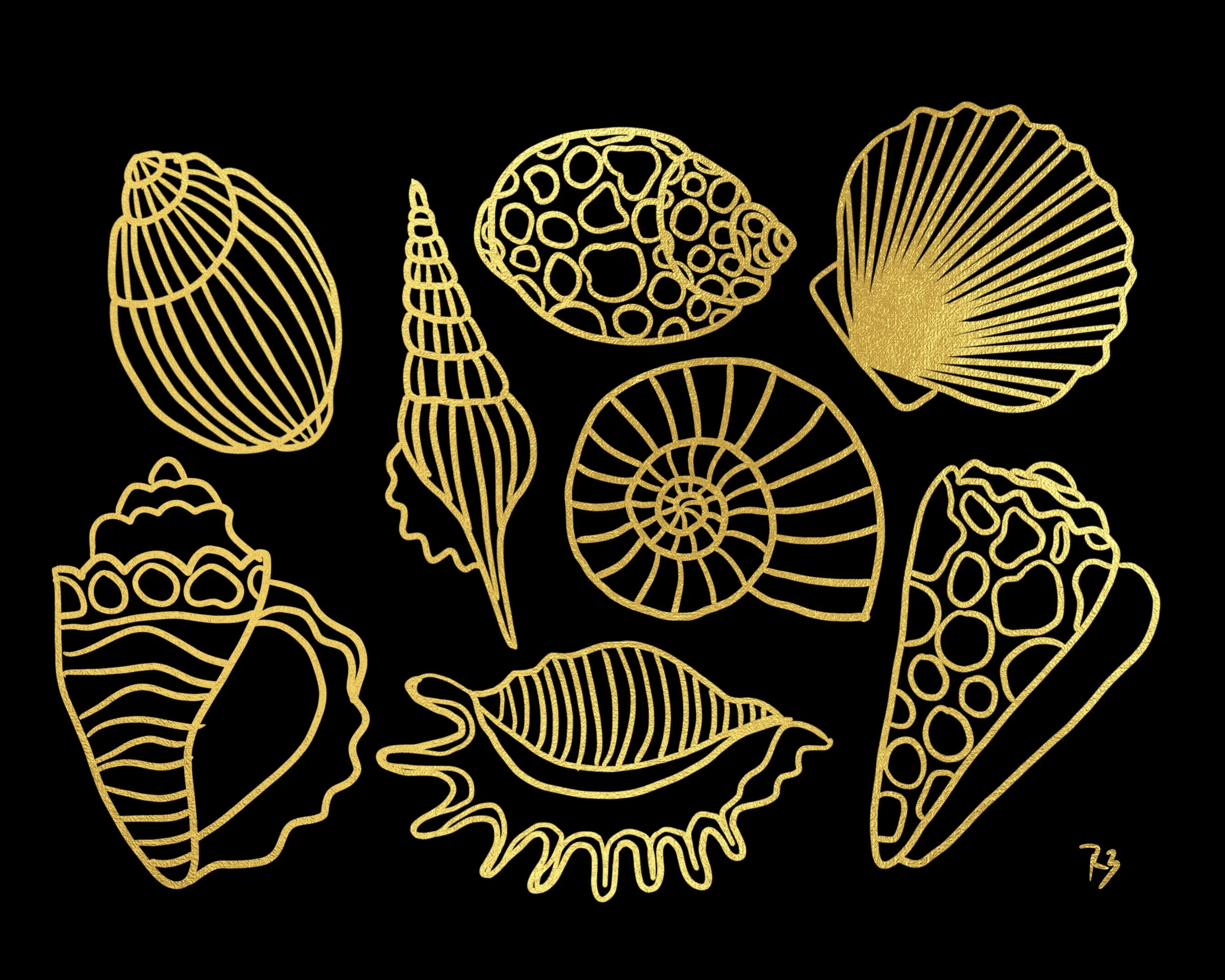 seashells.jpg