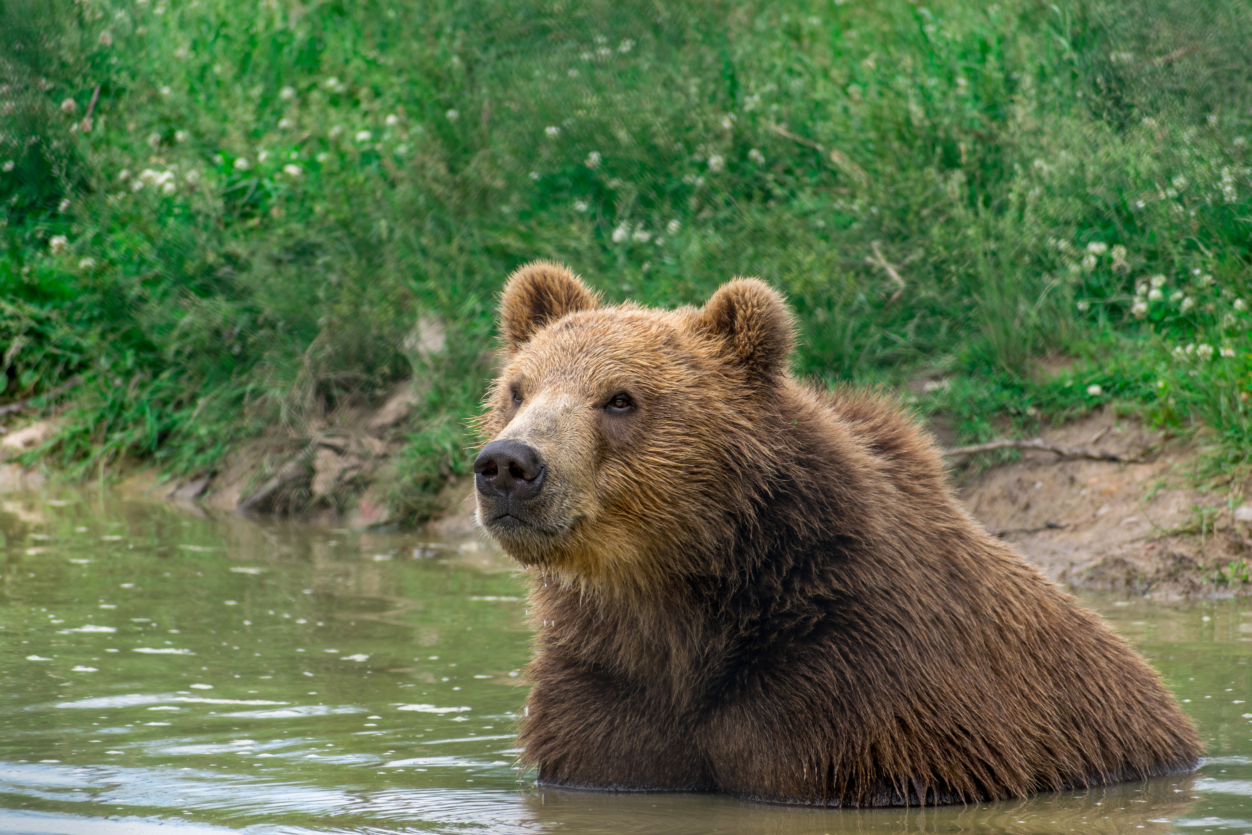 Kodiak Bear*