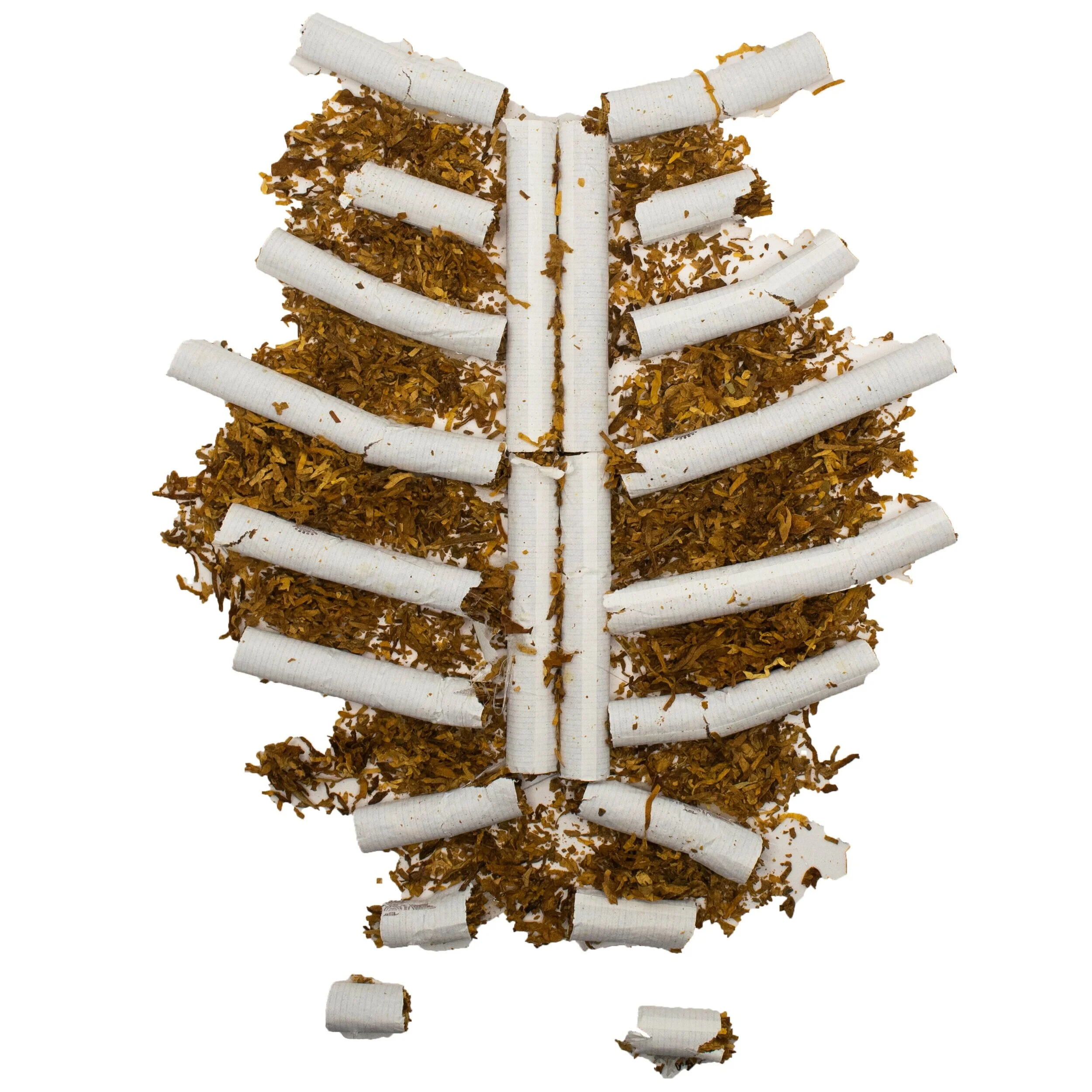 Cig+Ribs+%28w+border%29+copy.jpg