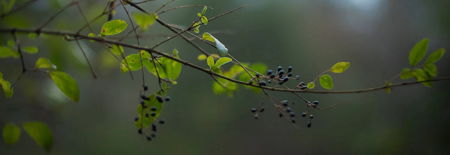 branch.jpg