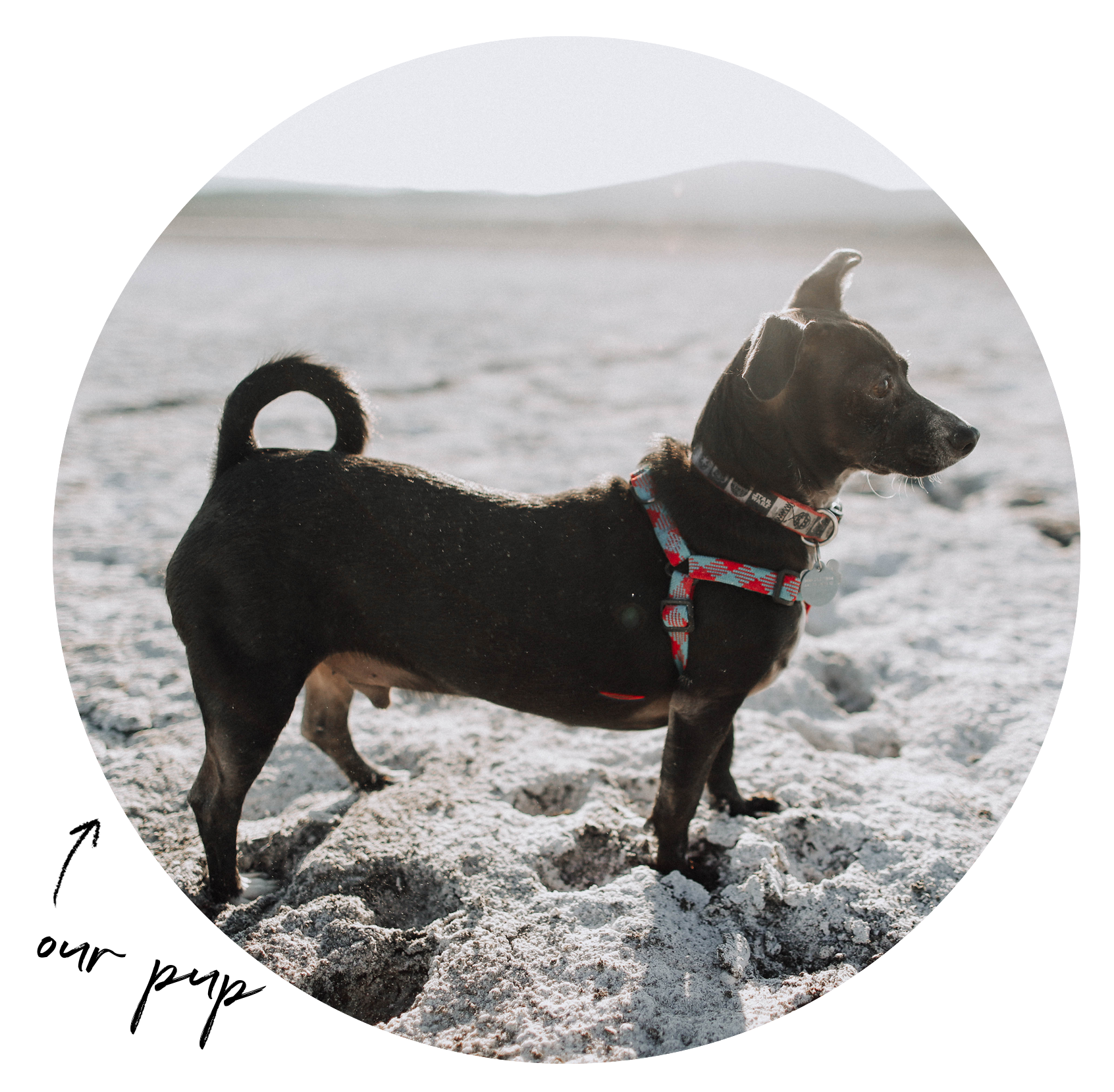 our pup.png