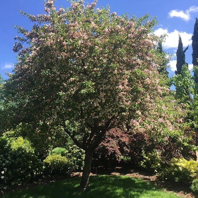 This beauty! 🙌☀️springtime blossom at its best. In full bloom after a few warm days, all ready for our weekend guests to enjoy.💗 #springtime #airbnb #accomodation #morningtonpeninsula #comeandstay #balnarring #thebarnbalnarring