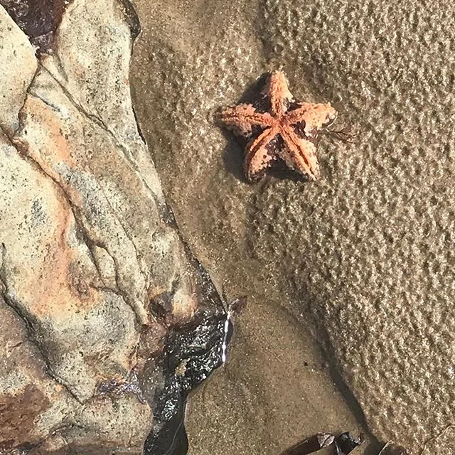 Beach walk finds #lovewhereyoulive #westernportbay #savewesternport #nature #morningtonpeninsula #accomodation #beachwalks