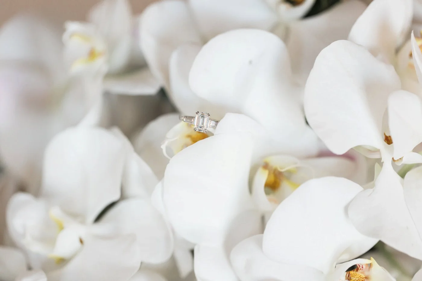 Anne Lee Photography