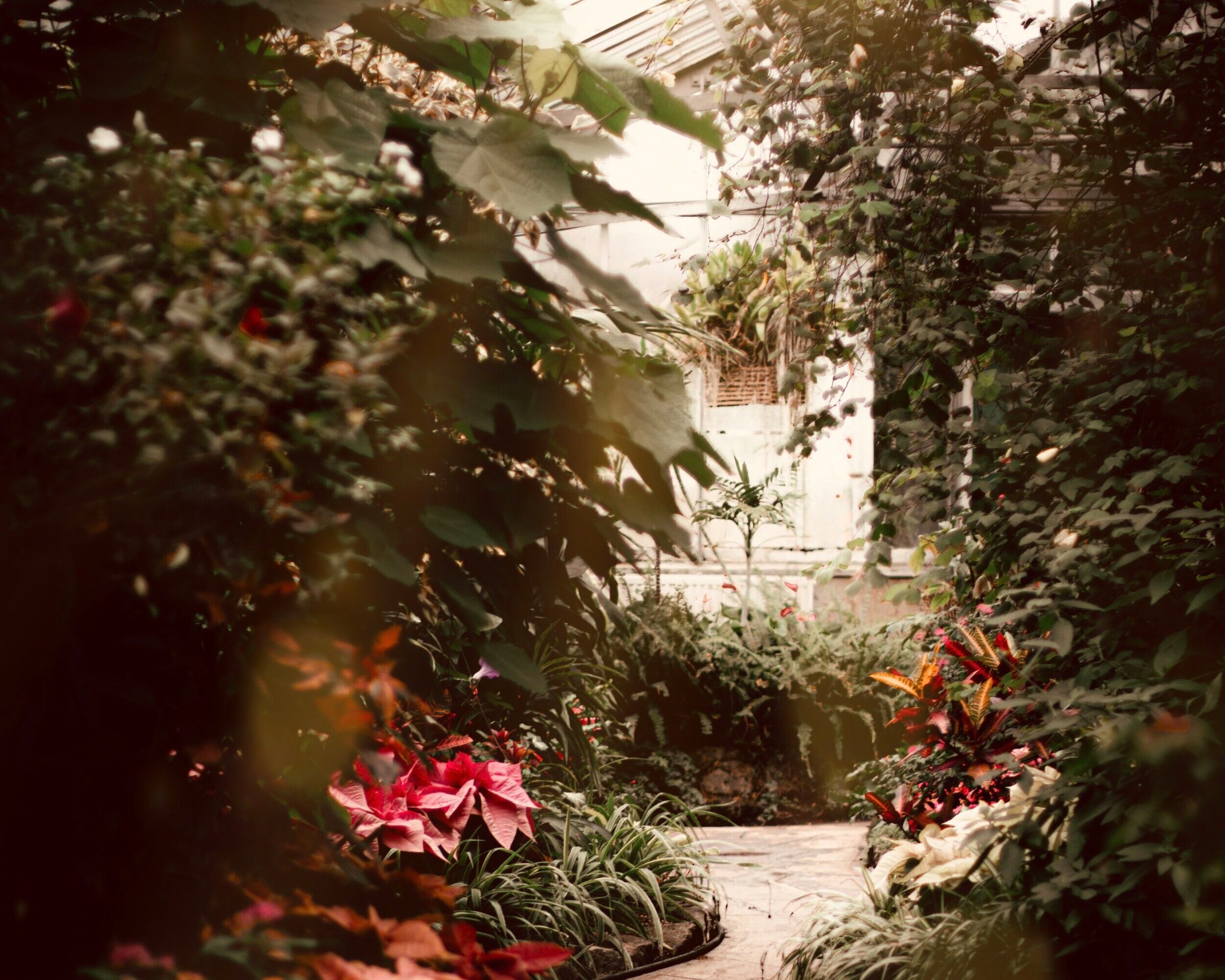 Dreams &amp; Daffodils