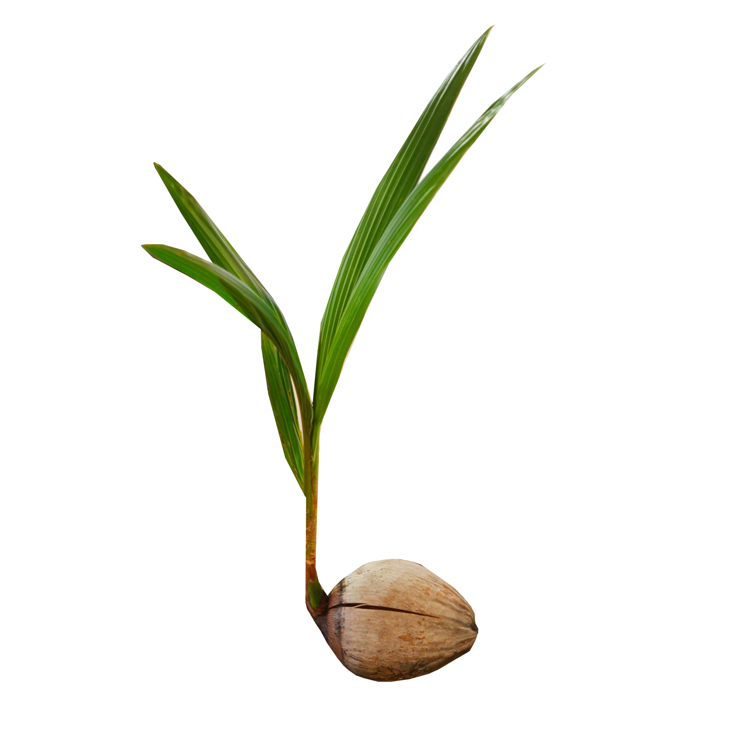 coconut square.jpg