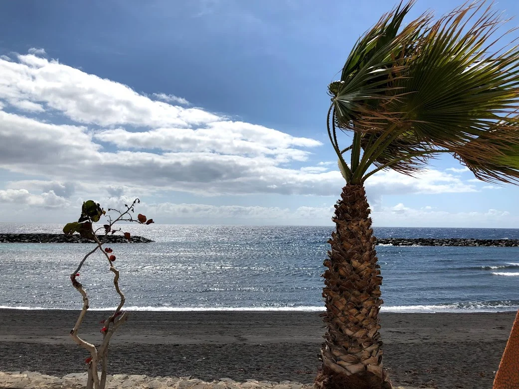 windy wind-blown tree tenerife.jpg