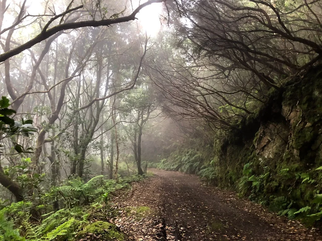rainforest tenerife.jpg