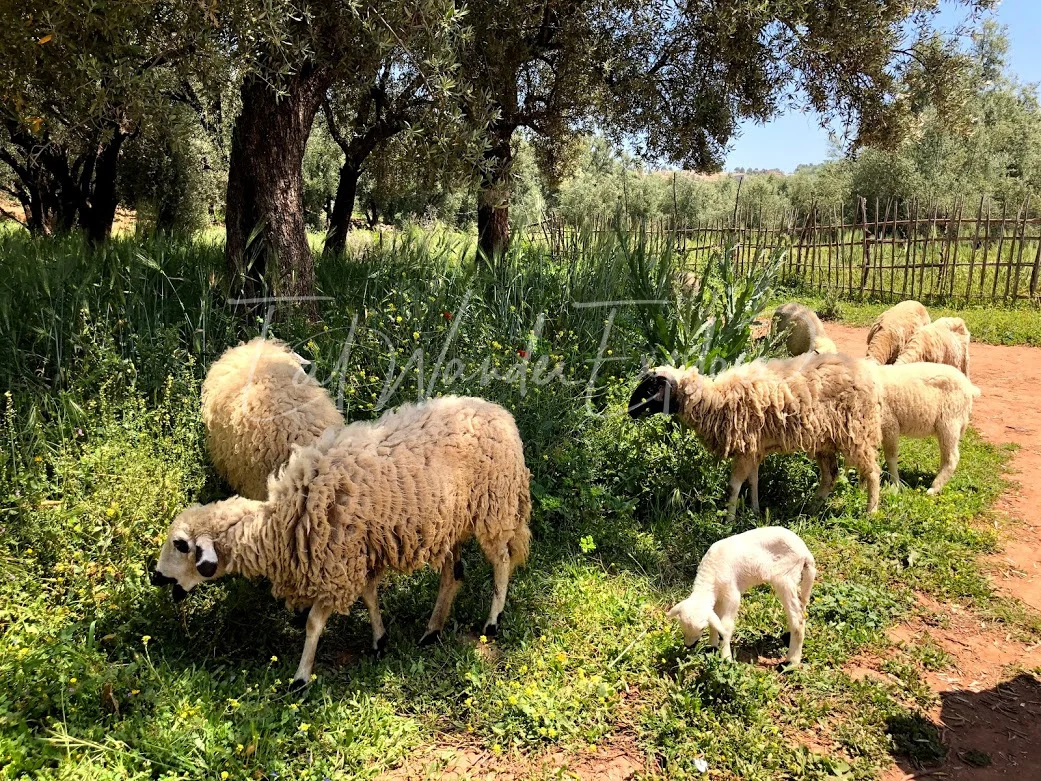 ouzoud waterfalls sheep.jpg