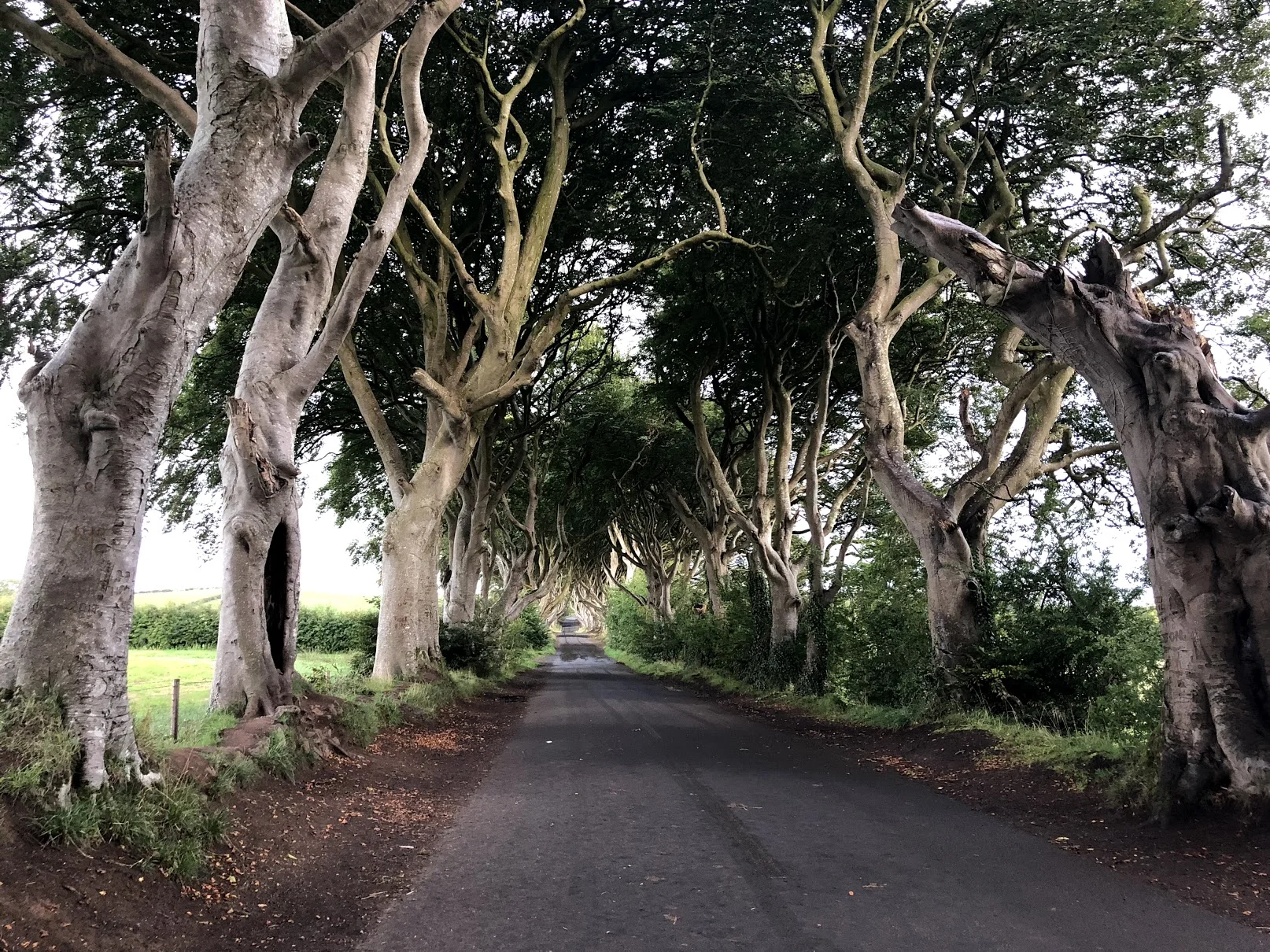 The Dark Hedges of Armoy & Kings Road
