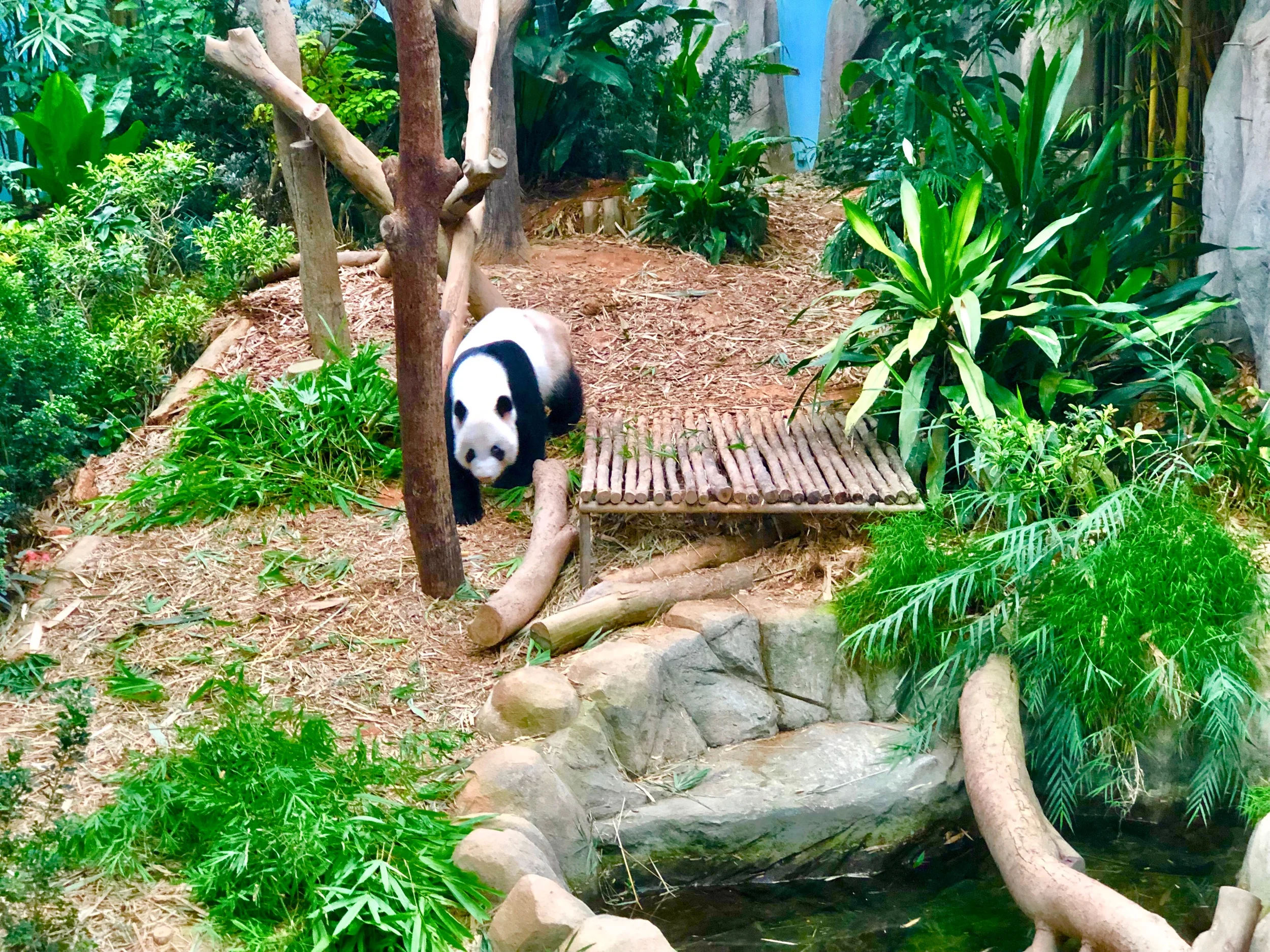 Day Trip to Singapore Zoo, River Safari Singapore, and Rainforest Lumina