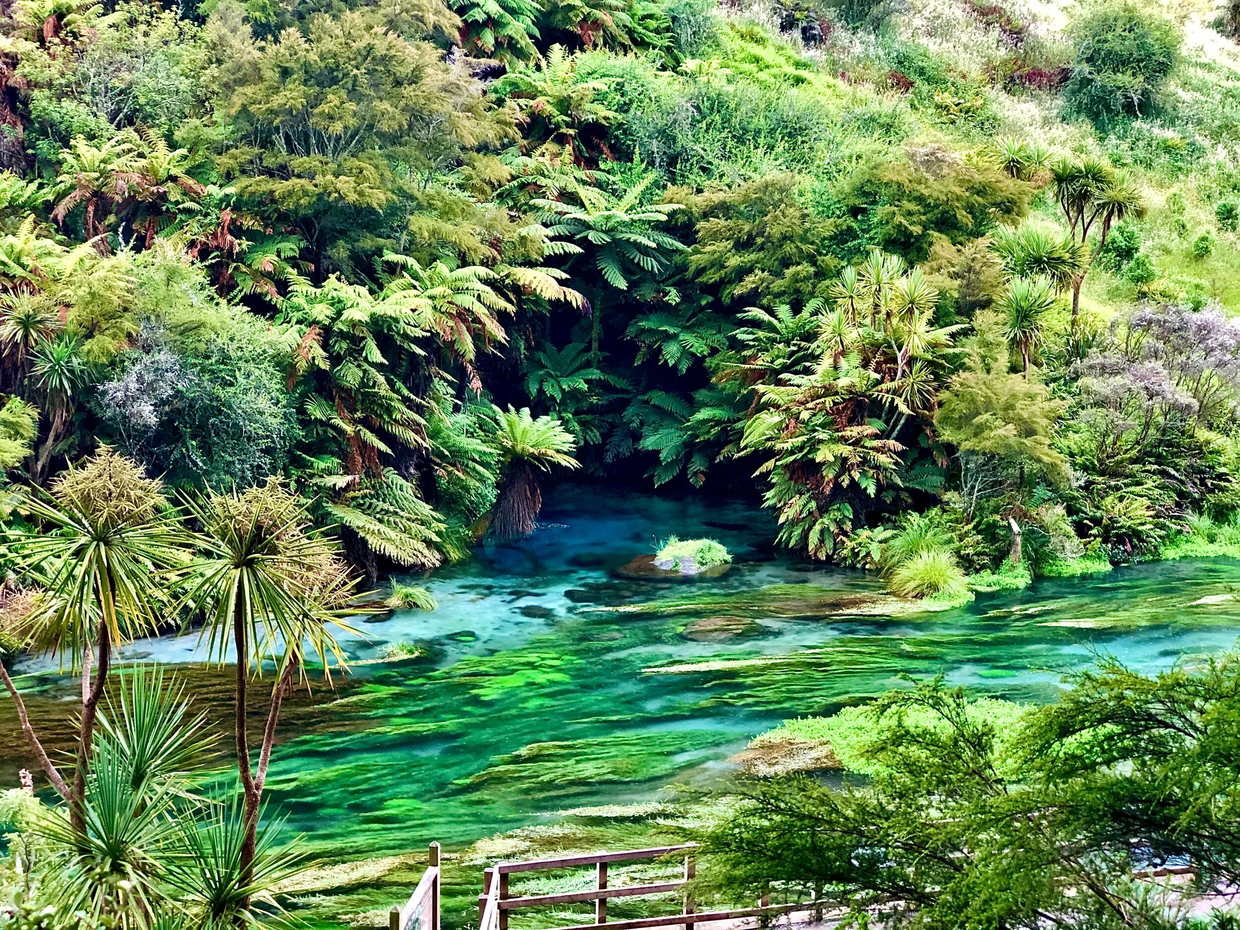 Blue Spring - Te Waihou, New Zealand