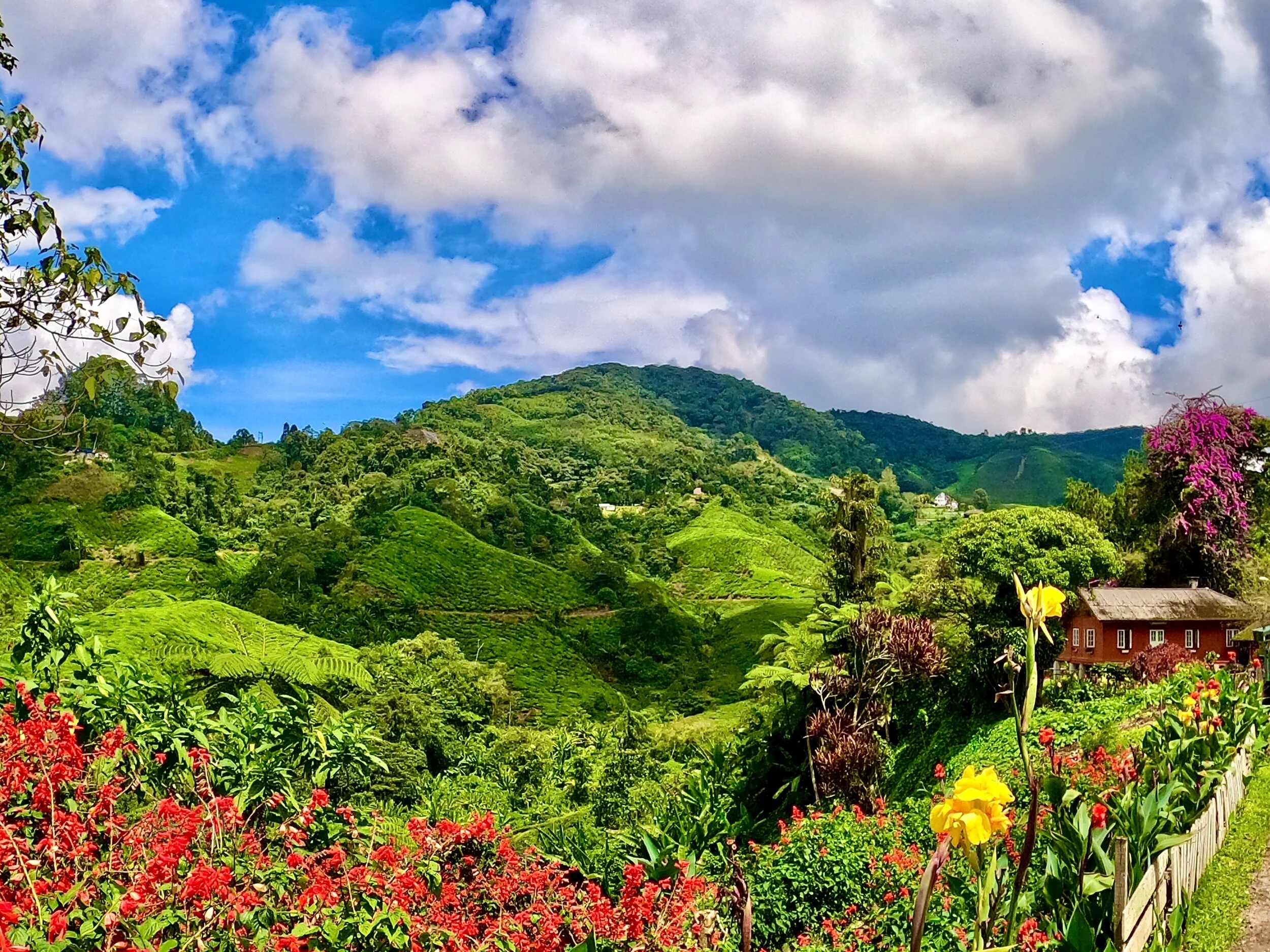 Cameron Highlands - The Most Popular Highland Retreat in Malaysia