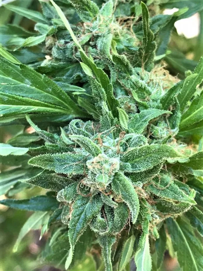 flower 1.jpg