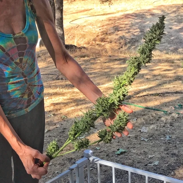 1harvest.jpg
