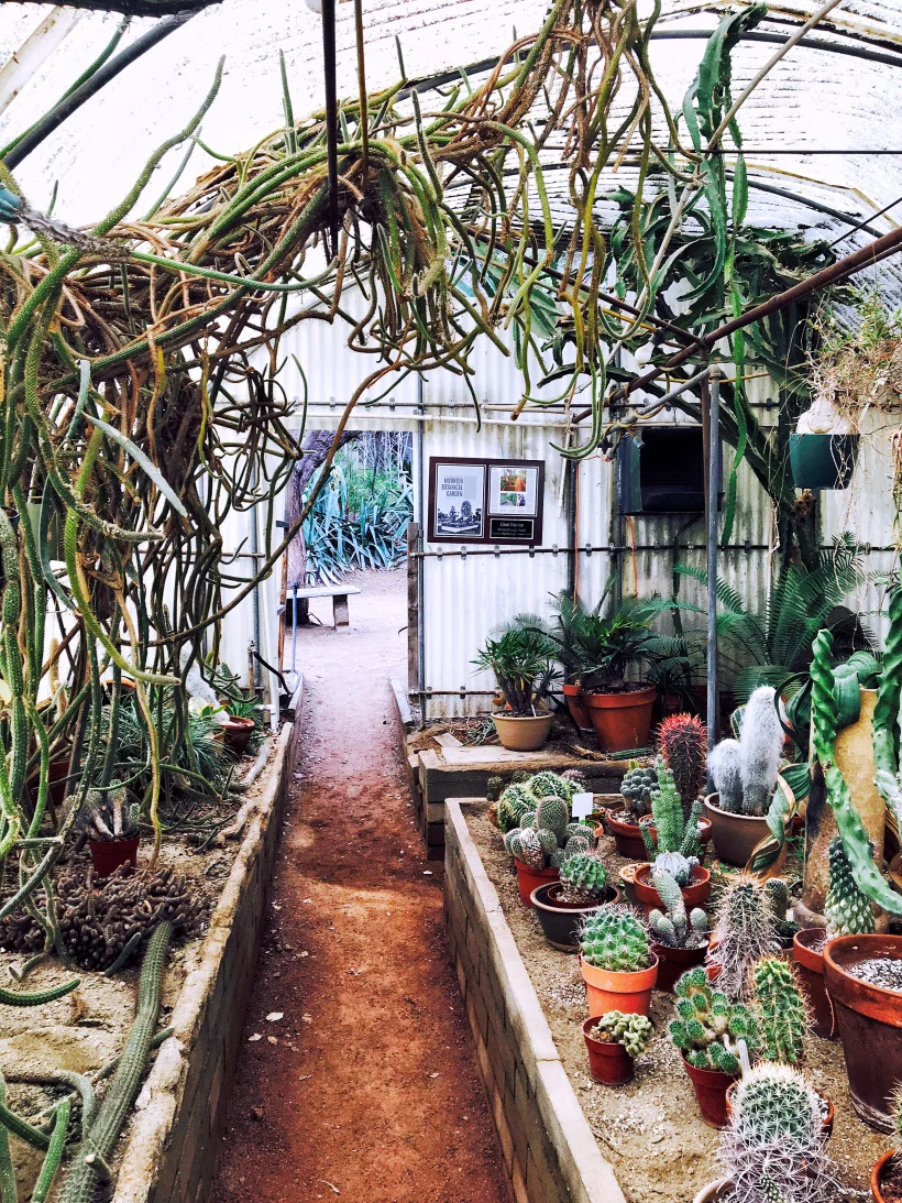 palm10.jpg