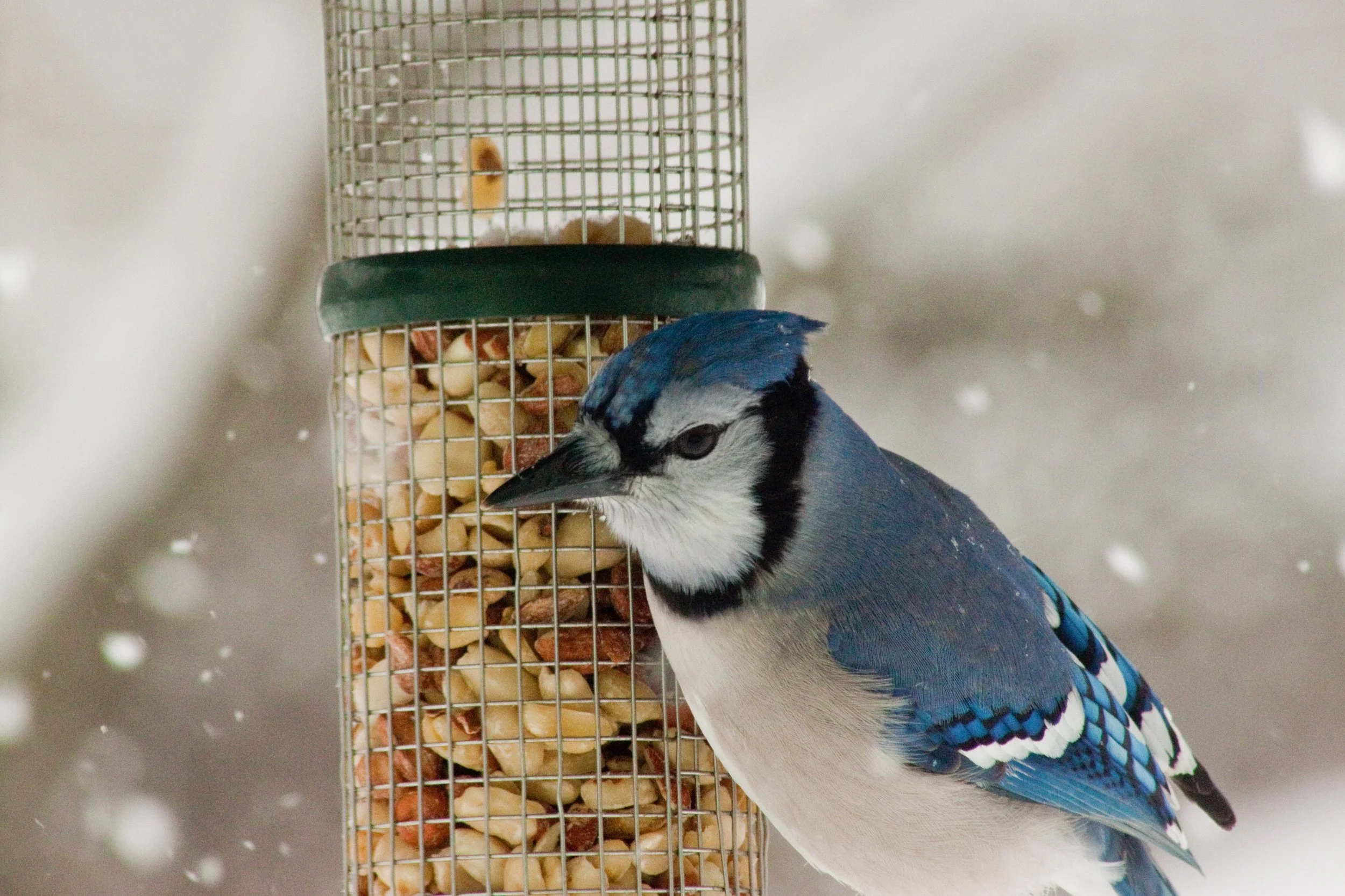 Bluejay in winter.jpg