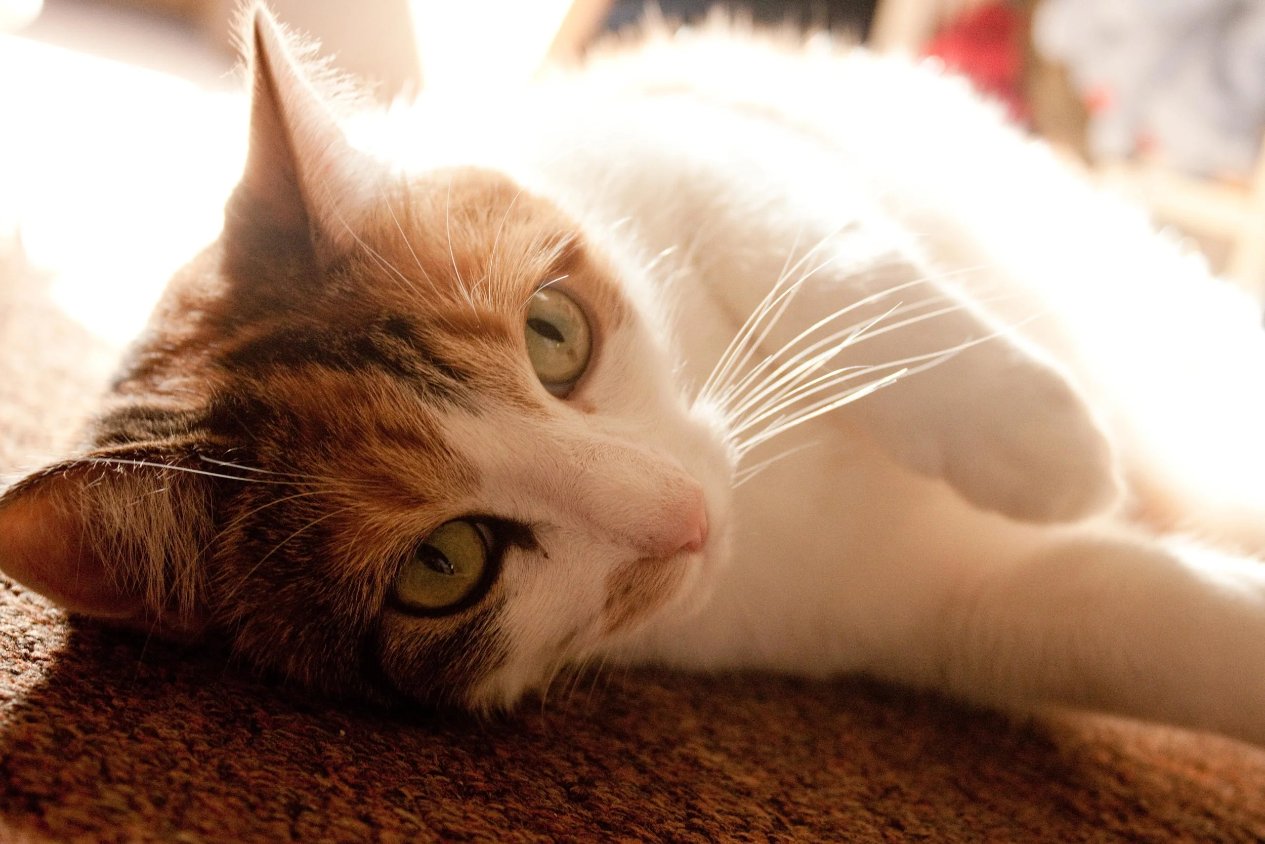 Ennis.jpg