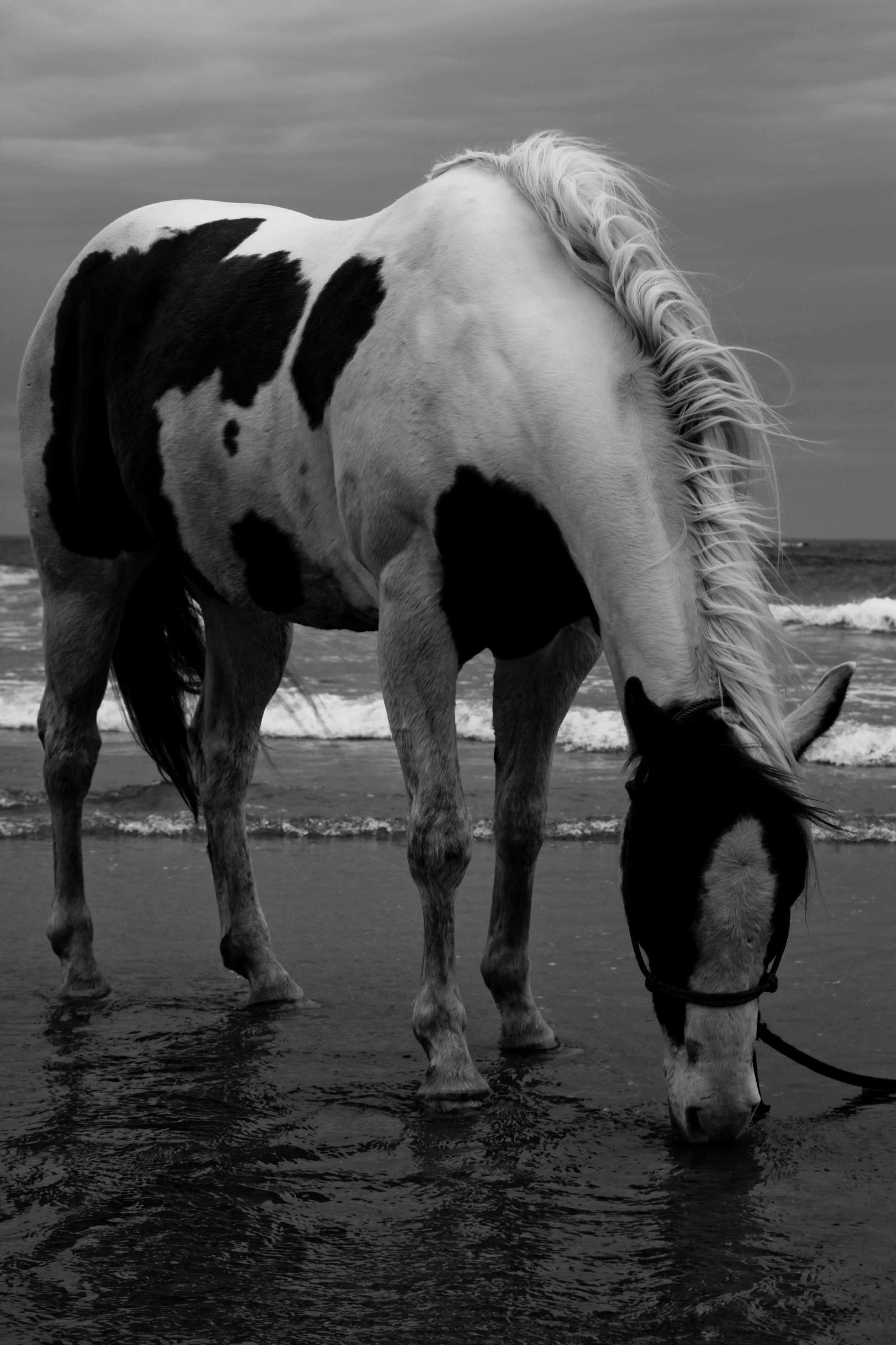 Horsey-At-The-Beach-Portrai.jpg