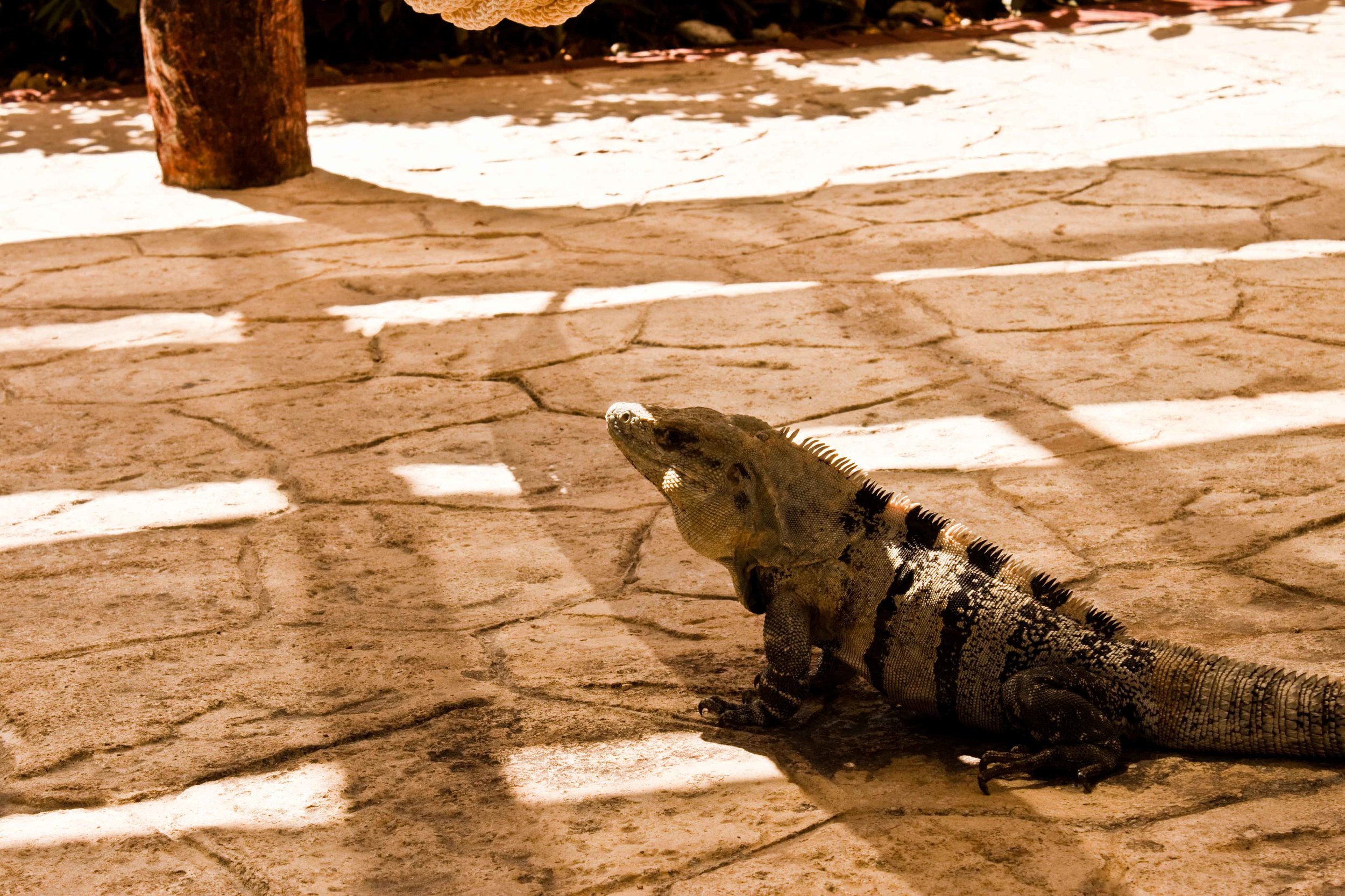 Mayan-Riviera-Iguana.jpg