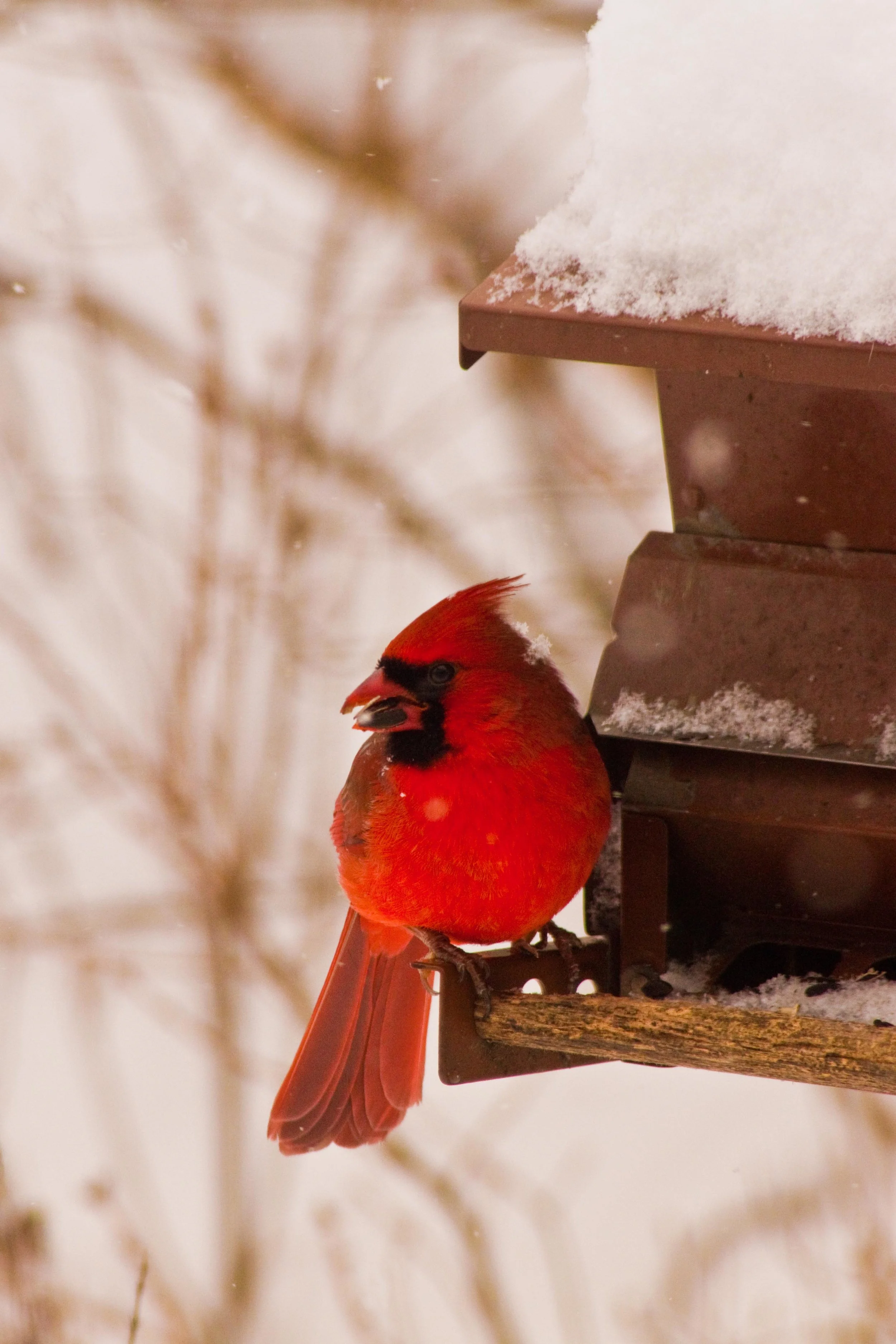 Mister Cardinal.jpg