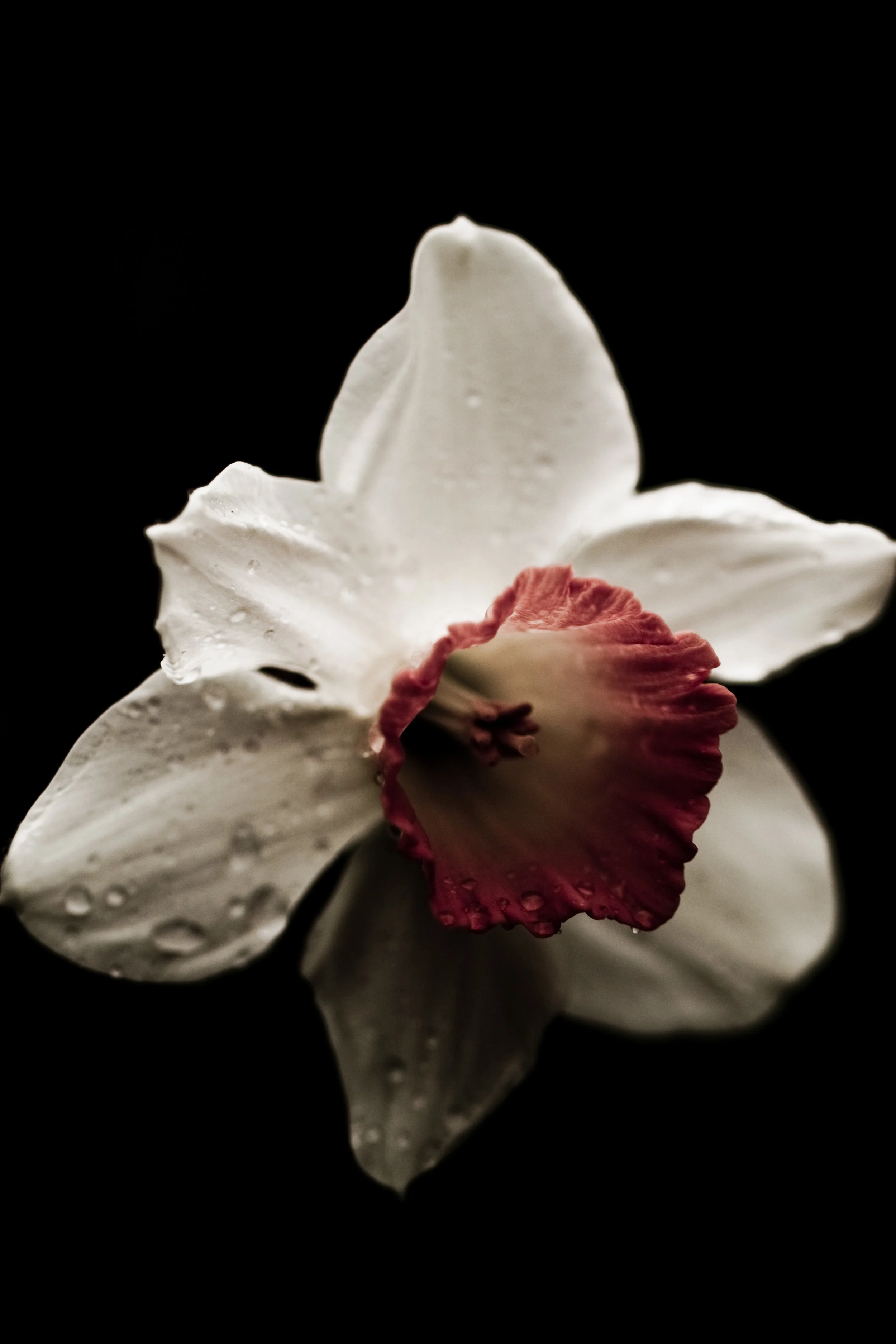 Simply Flower 1.jpg