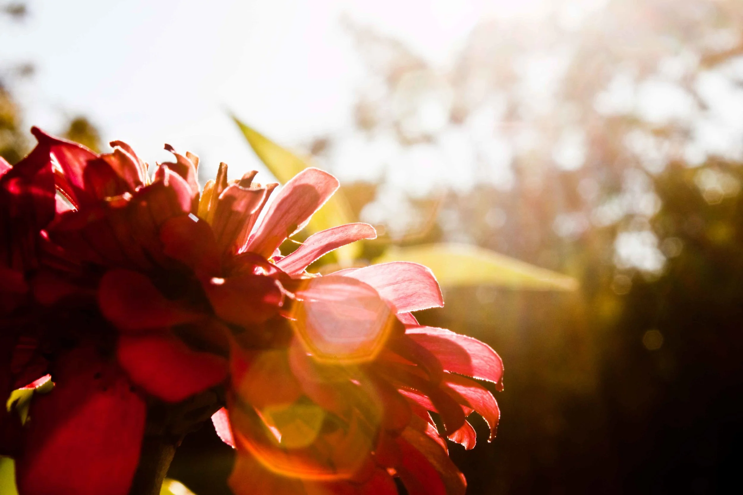 Zinnia-in-the-Sun-2.jpg