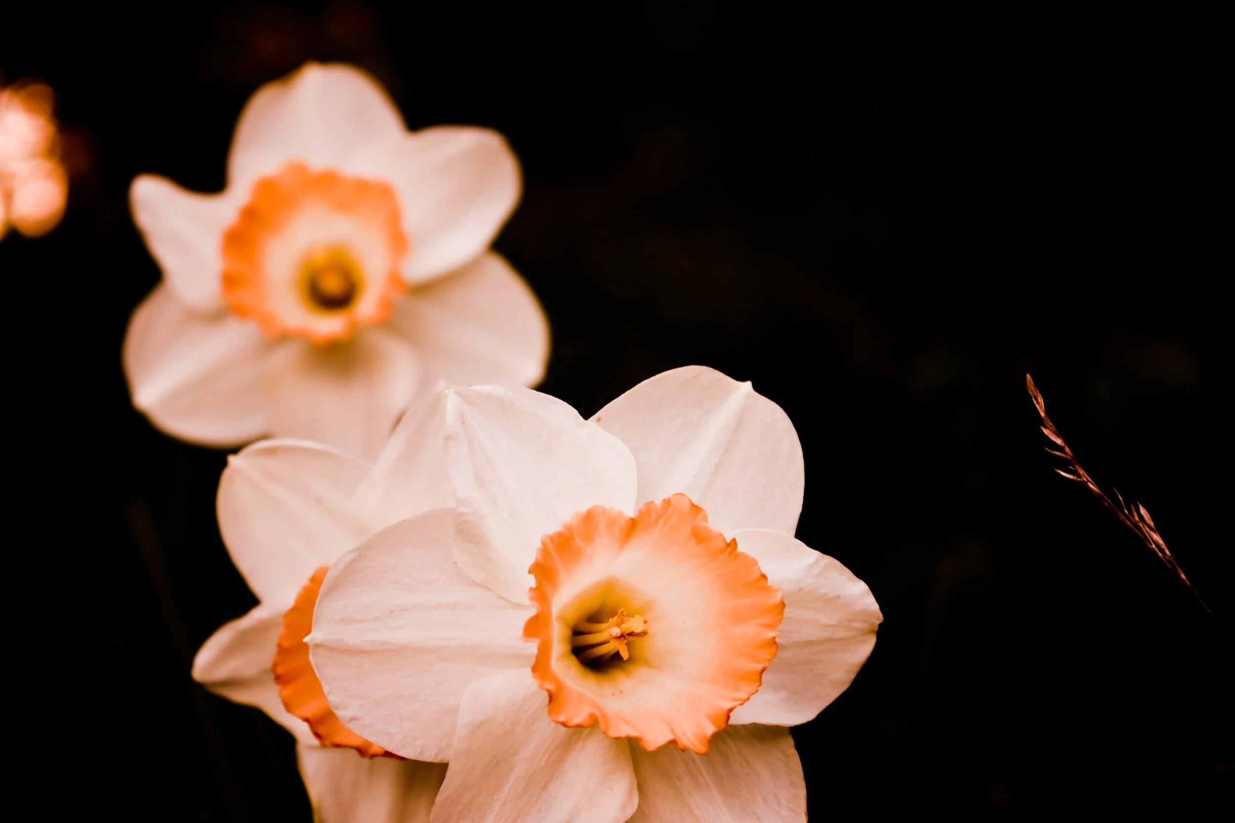 Contrast Flowers (improved) JPEG.jpg
