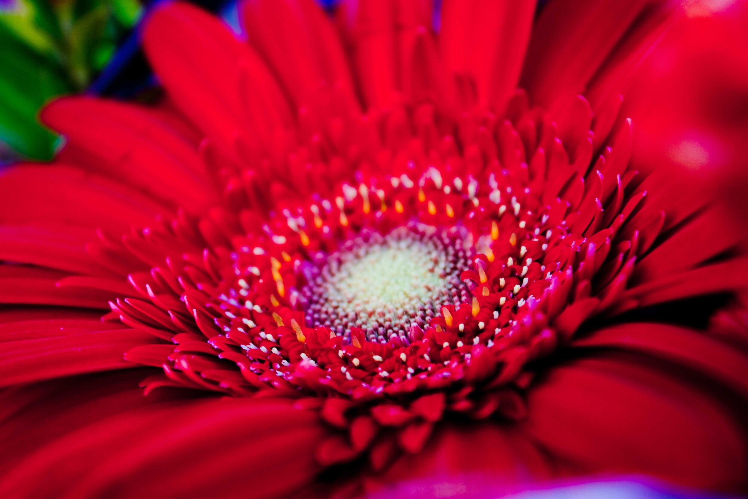 City-Flower.jpg