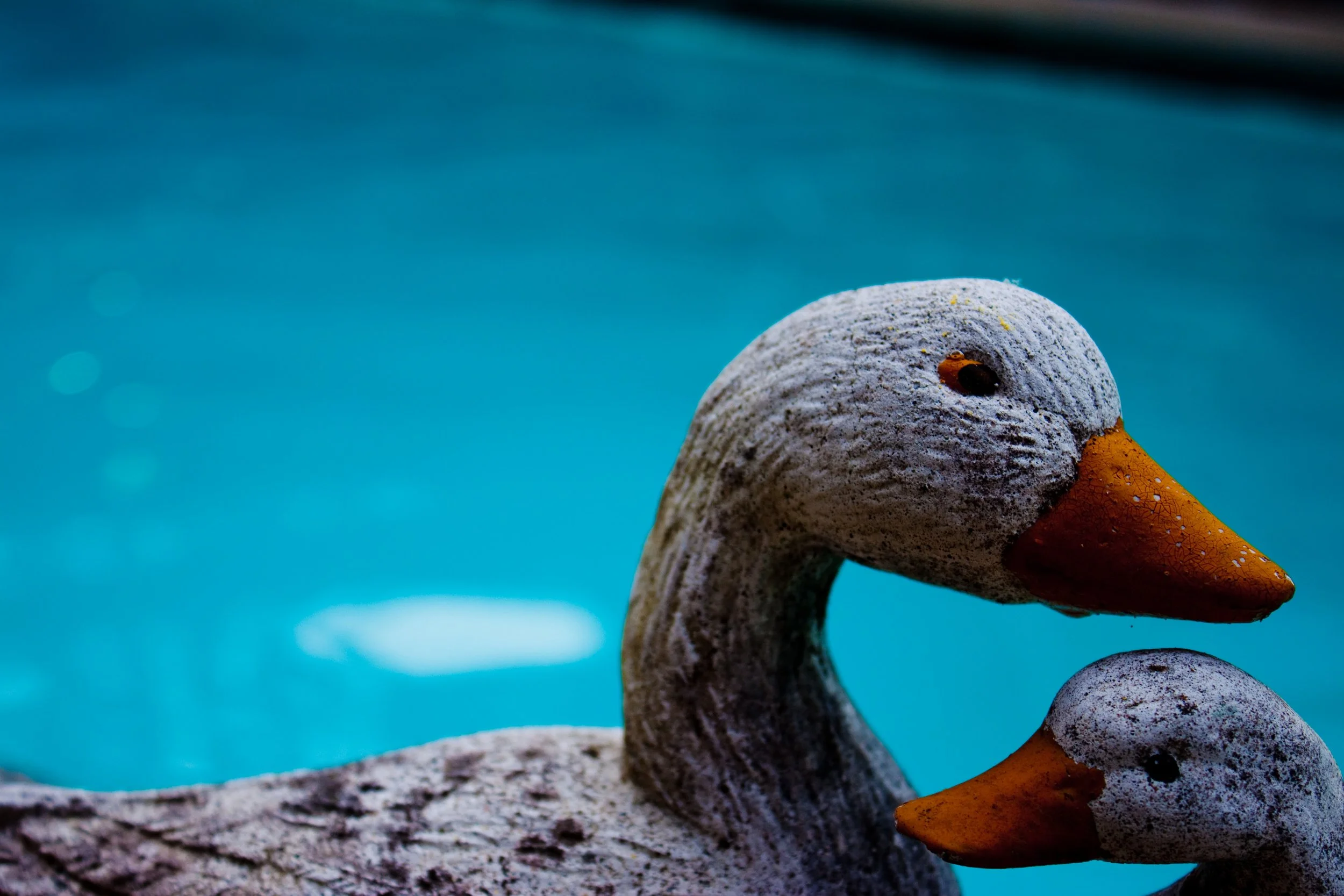 Duckys.jpg