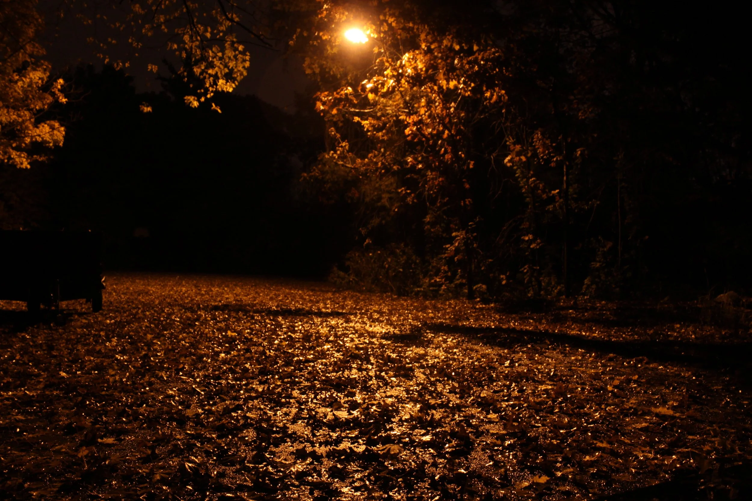 Golden Night Leaves.JPG