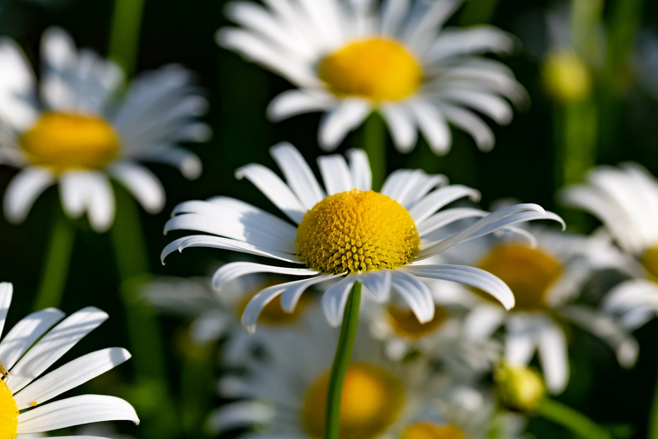 5D3_0050.jpg