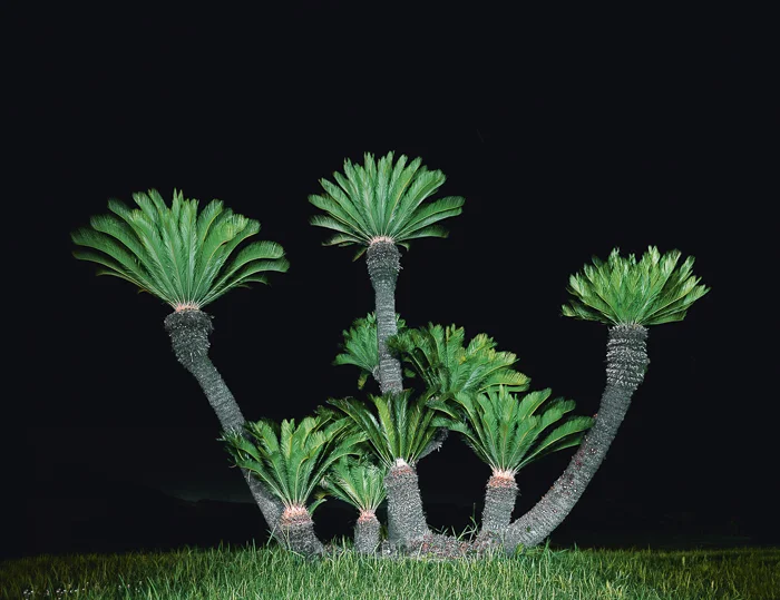 Photo: Palm Tree I, Itoshima, Japan 2011