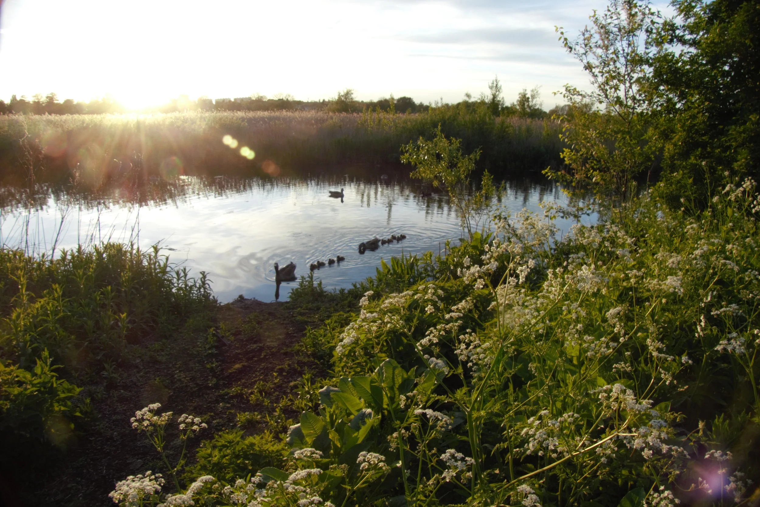 Forsommer i mosen.jpg