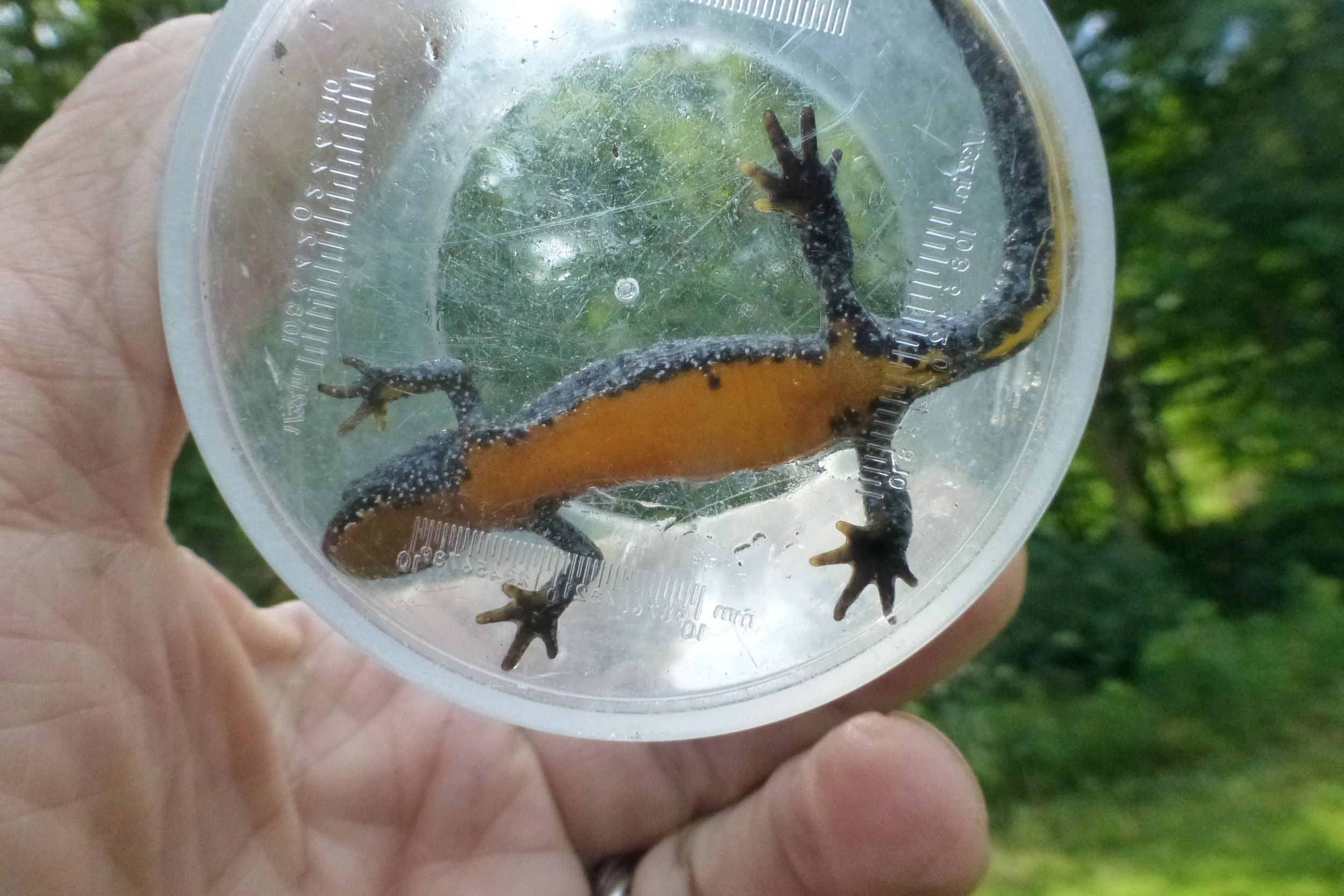 BJergsalamander bug.JPG