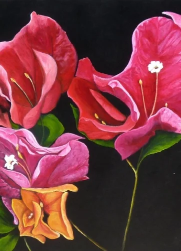 "Bougainvillea Fiesta"