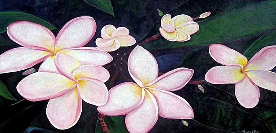 "Pink Frangipani"