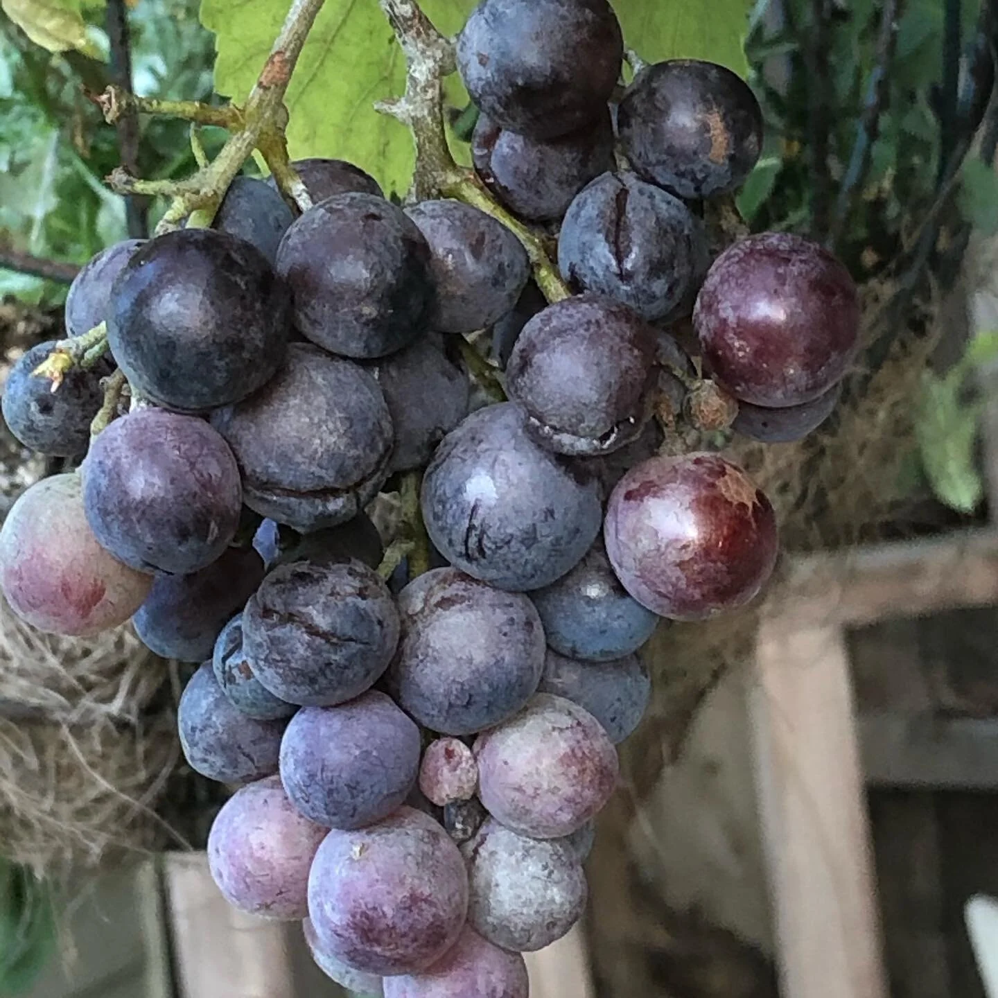 Vaughans B & B Shere, Surrey Luxury Bed and breakfast Shere near