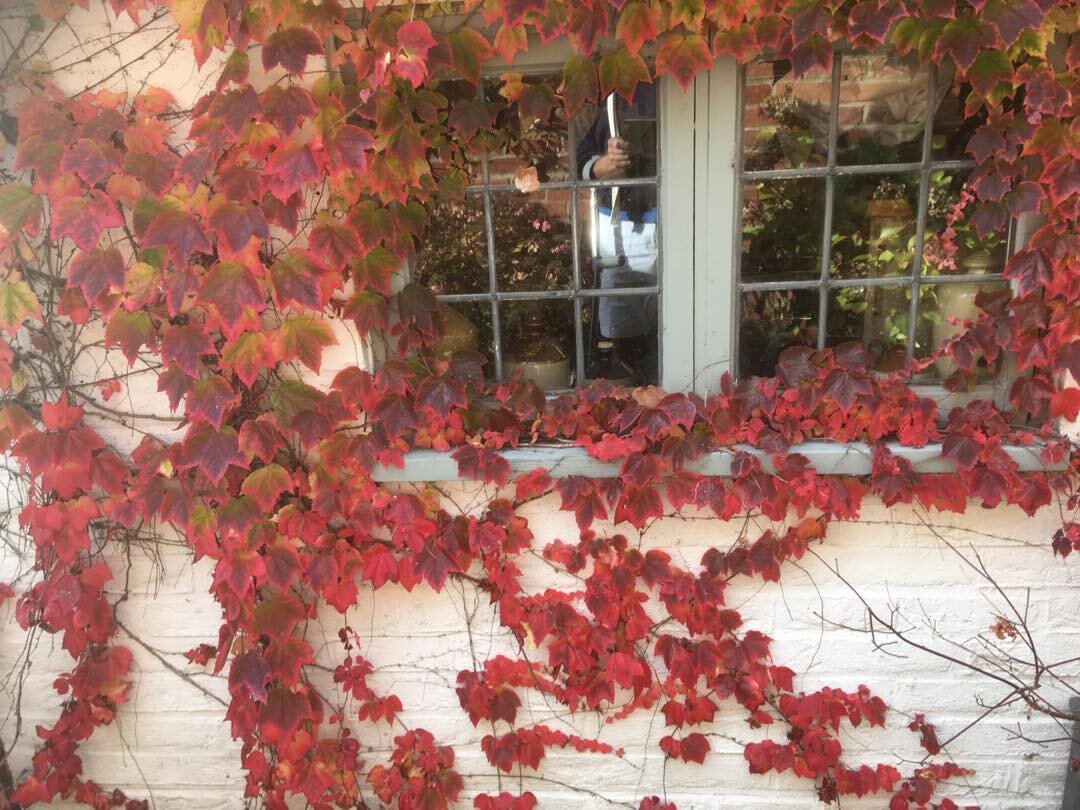 Lovely autumnal colours at Vaughans