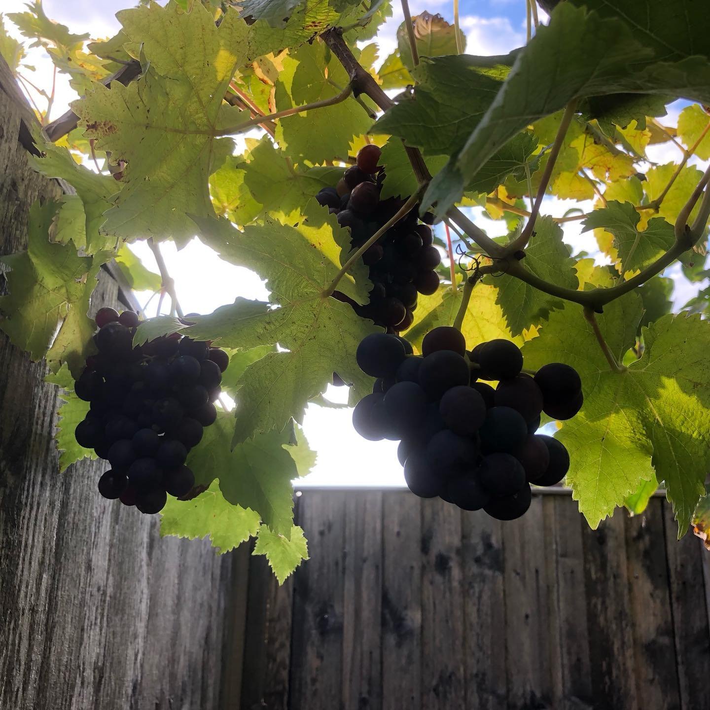 Autumn is on its way after a very fine and colourful summer at Vaughans