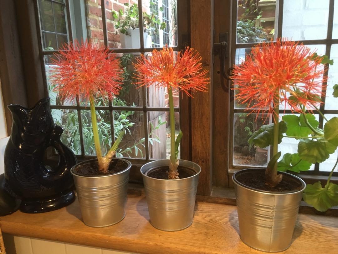 Autumn blooms at Vaughans B&amp;B !! #VaughansB&amp;B #SurreyHills#ShereB&amp;B