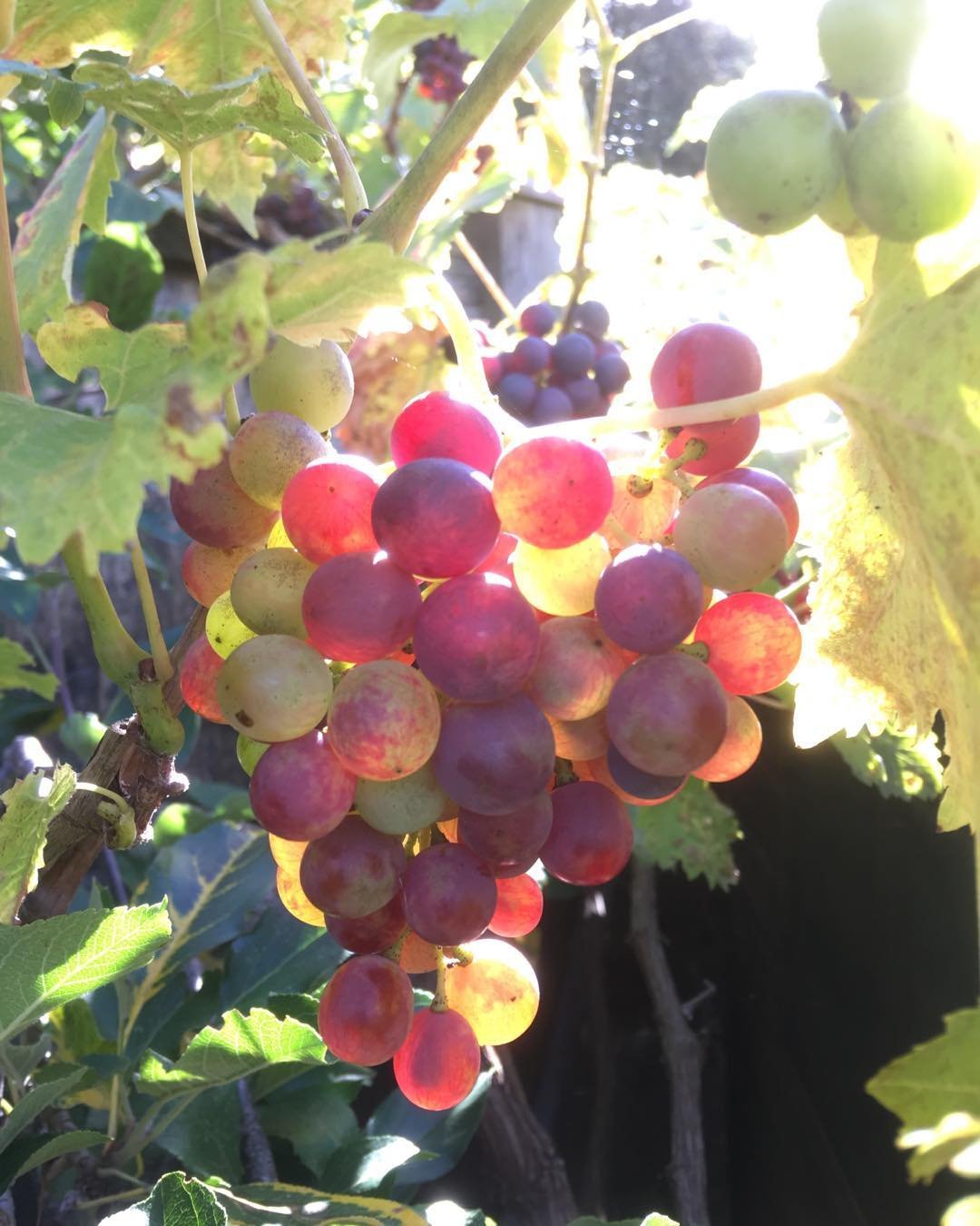 Grape picking at Vaughans  B&amp;B !