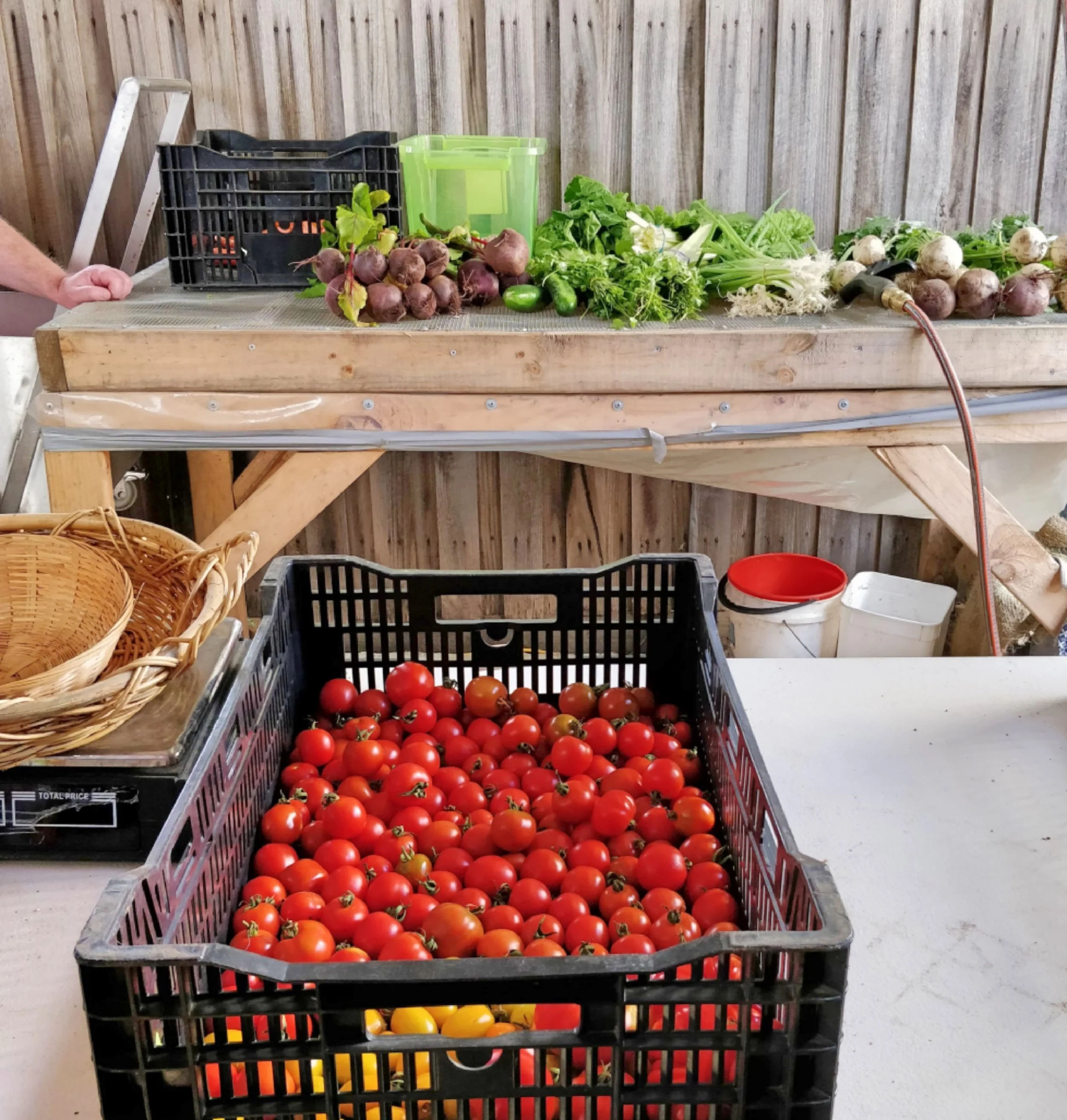 Reusable Nation - urban farm produced vegetables.jpg