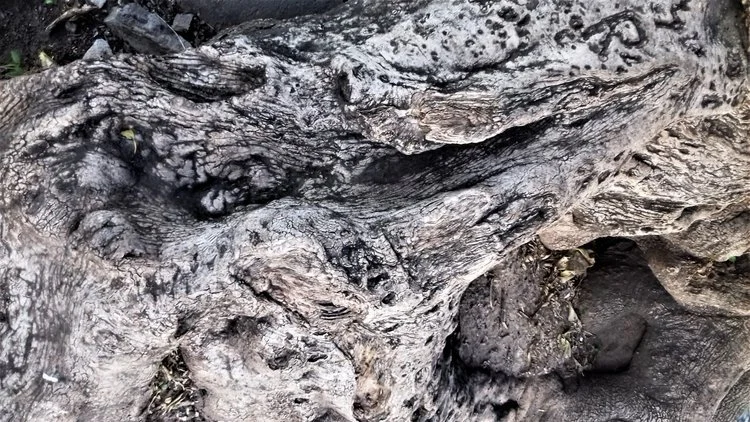 INTERVIEW | Patricia Rabbiosi