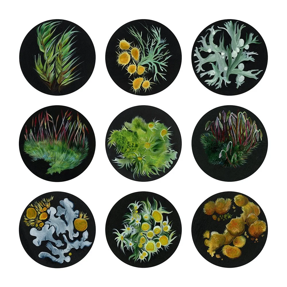 moss and lichen painting illustration.jpg