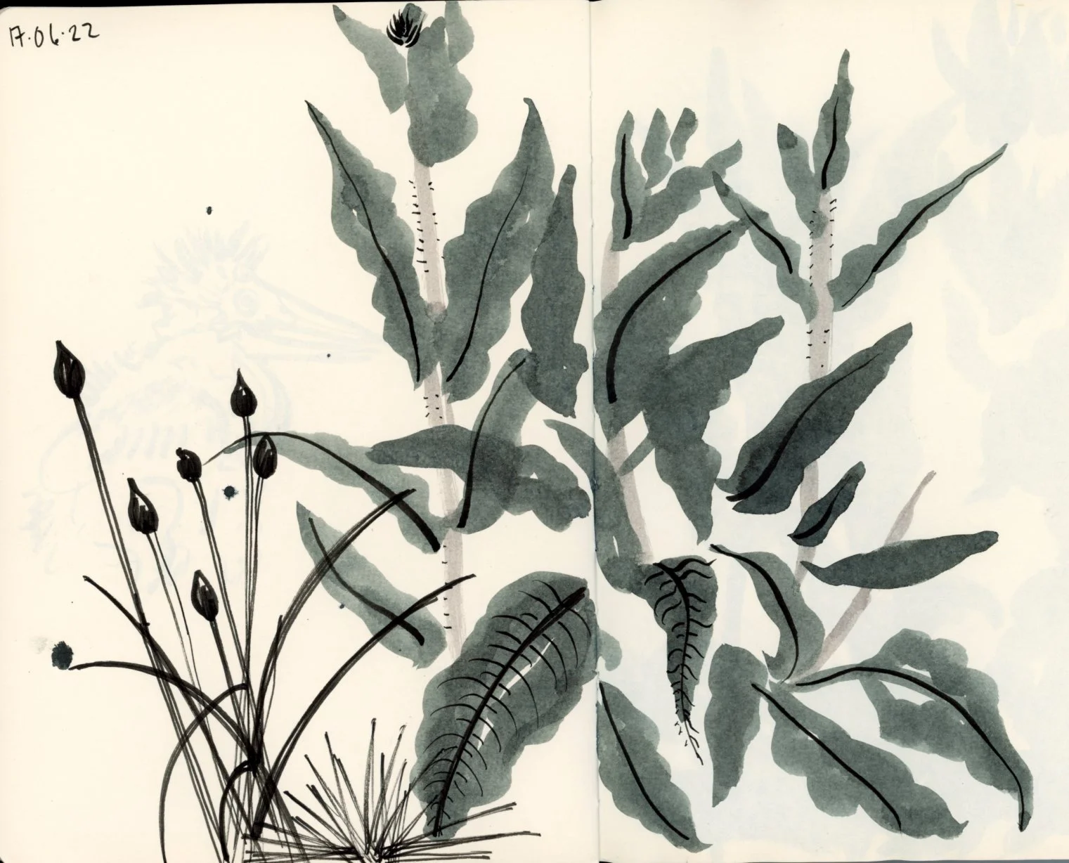 garden illustration ink.jpg