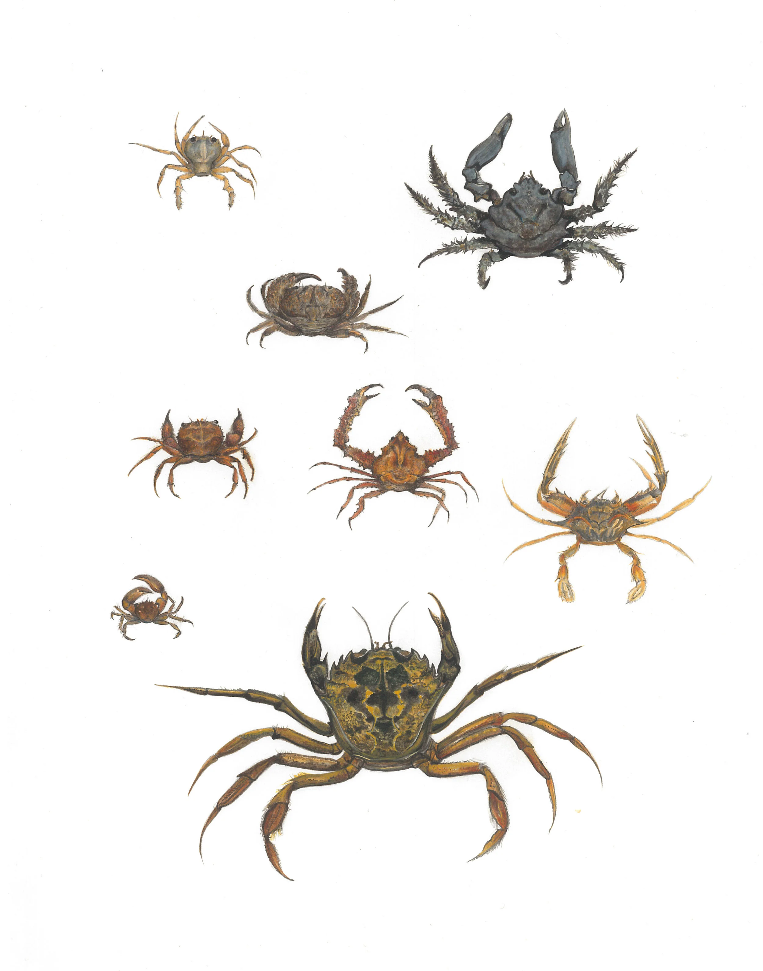 natural history museum illustration crabs life science oxford.jpg
