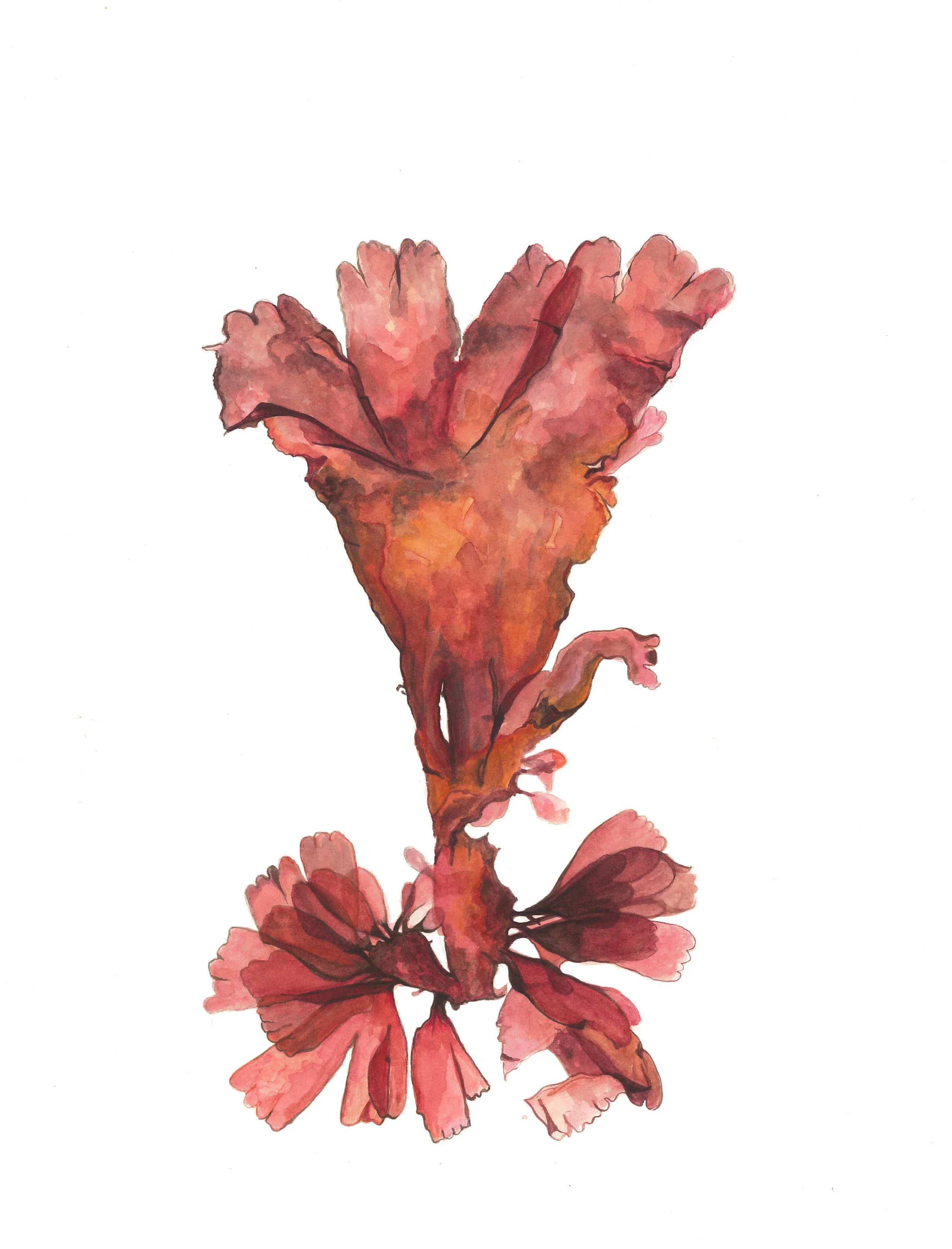 natural history museum illustration seaweed pink.jpg