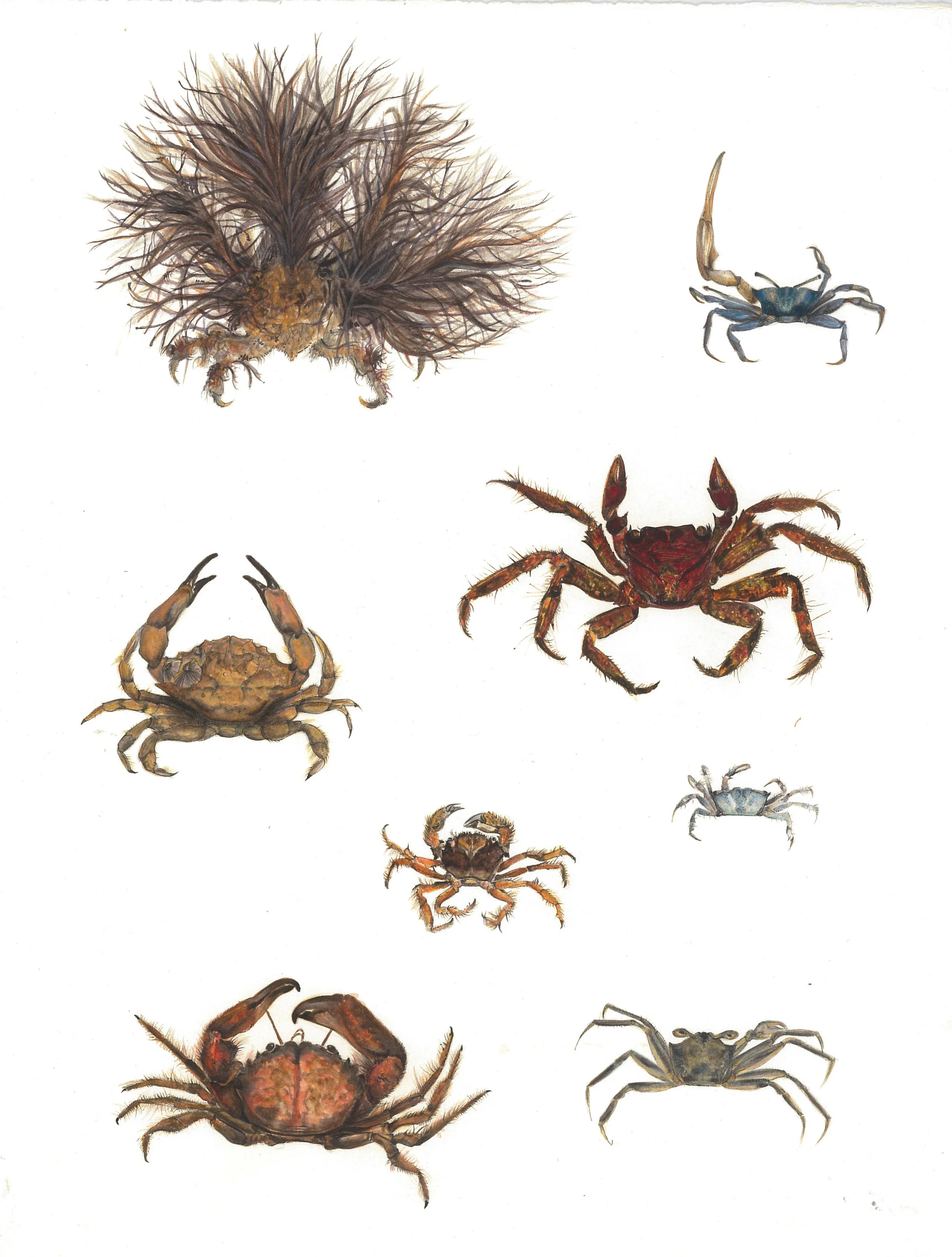 natural history museum illustration science crabs.jpg